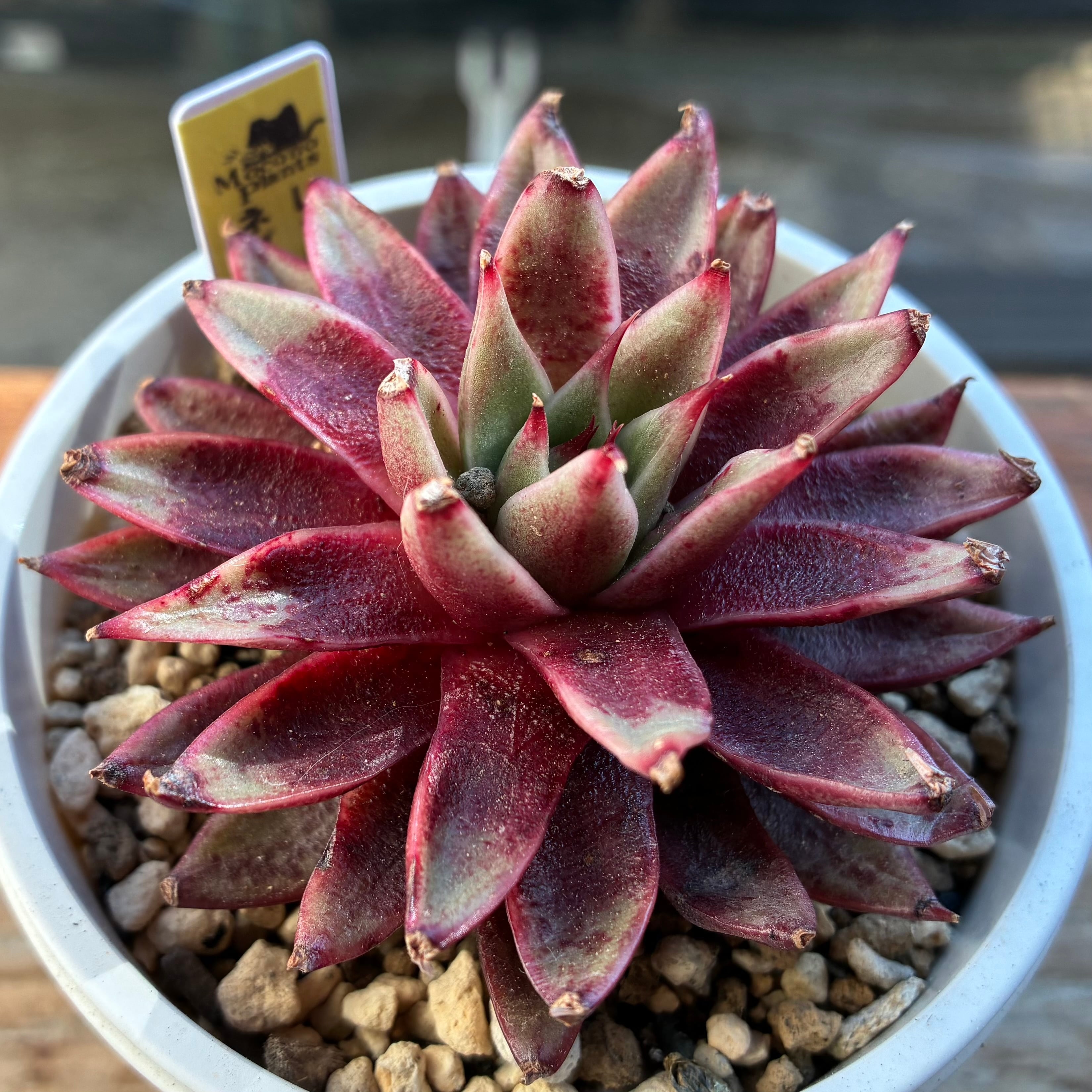 ハオルチア スターズフェアリー | mocono_plants