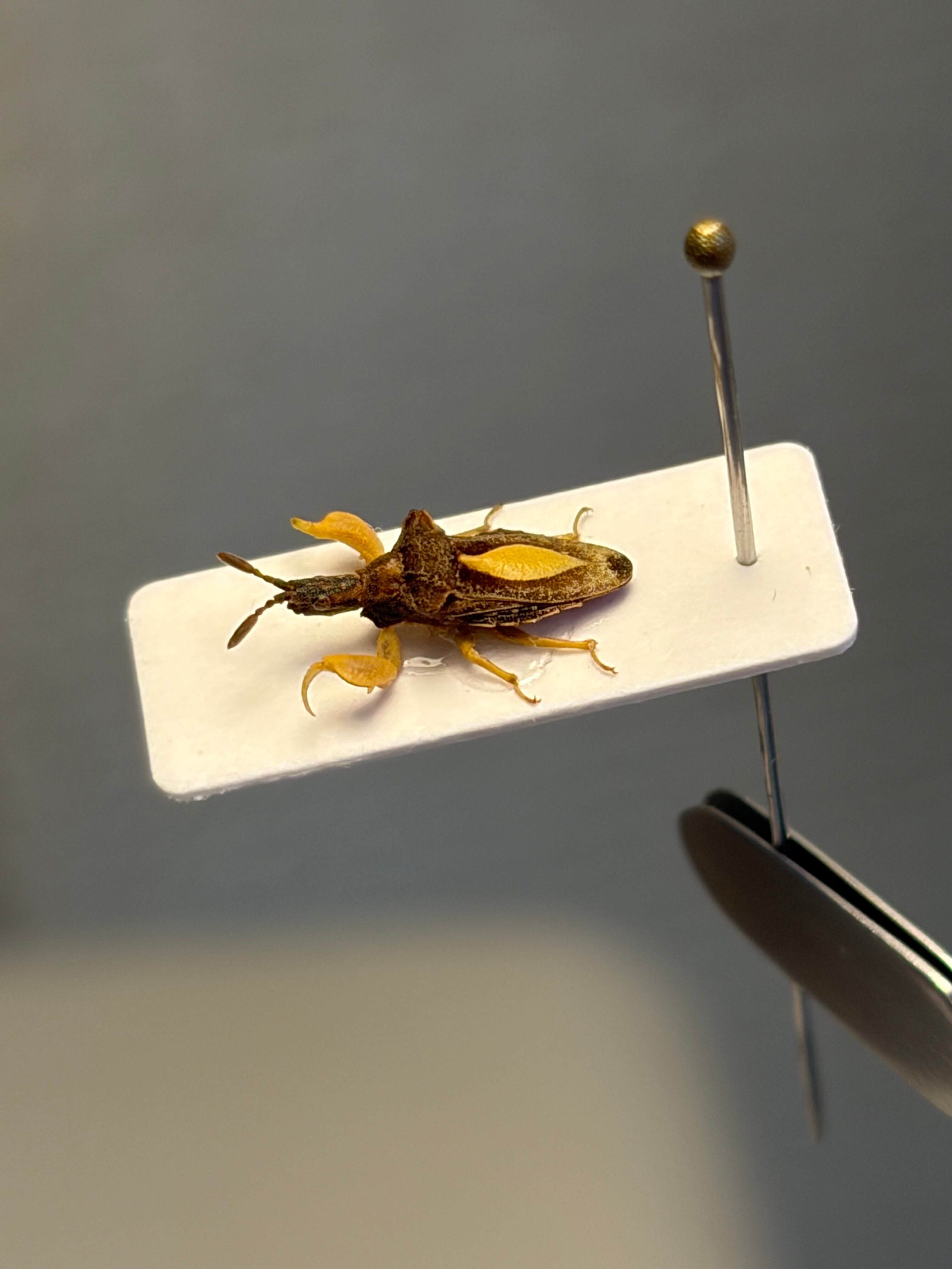 8mm】カマキリのような鎌を持つサシガメの一種 標本 スパイダーマン
