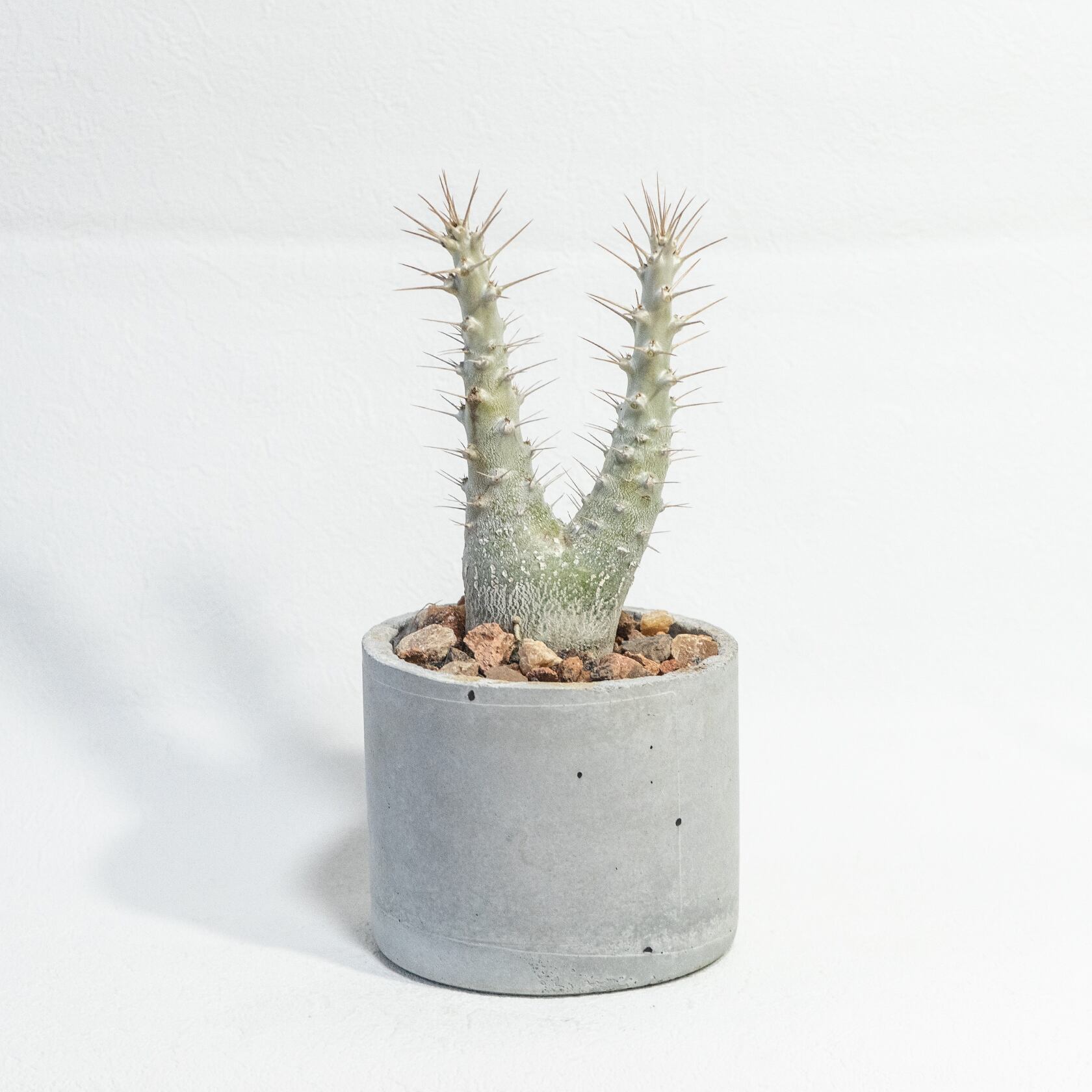 ≪ レア植物 ≫室内管理もオッケーなパキポディウム・サンデルシーの鉢植え｜手のひらサイズの手作りモルタル鉢
