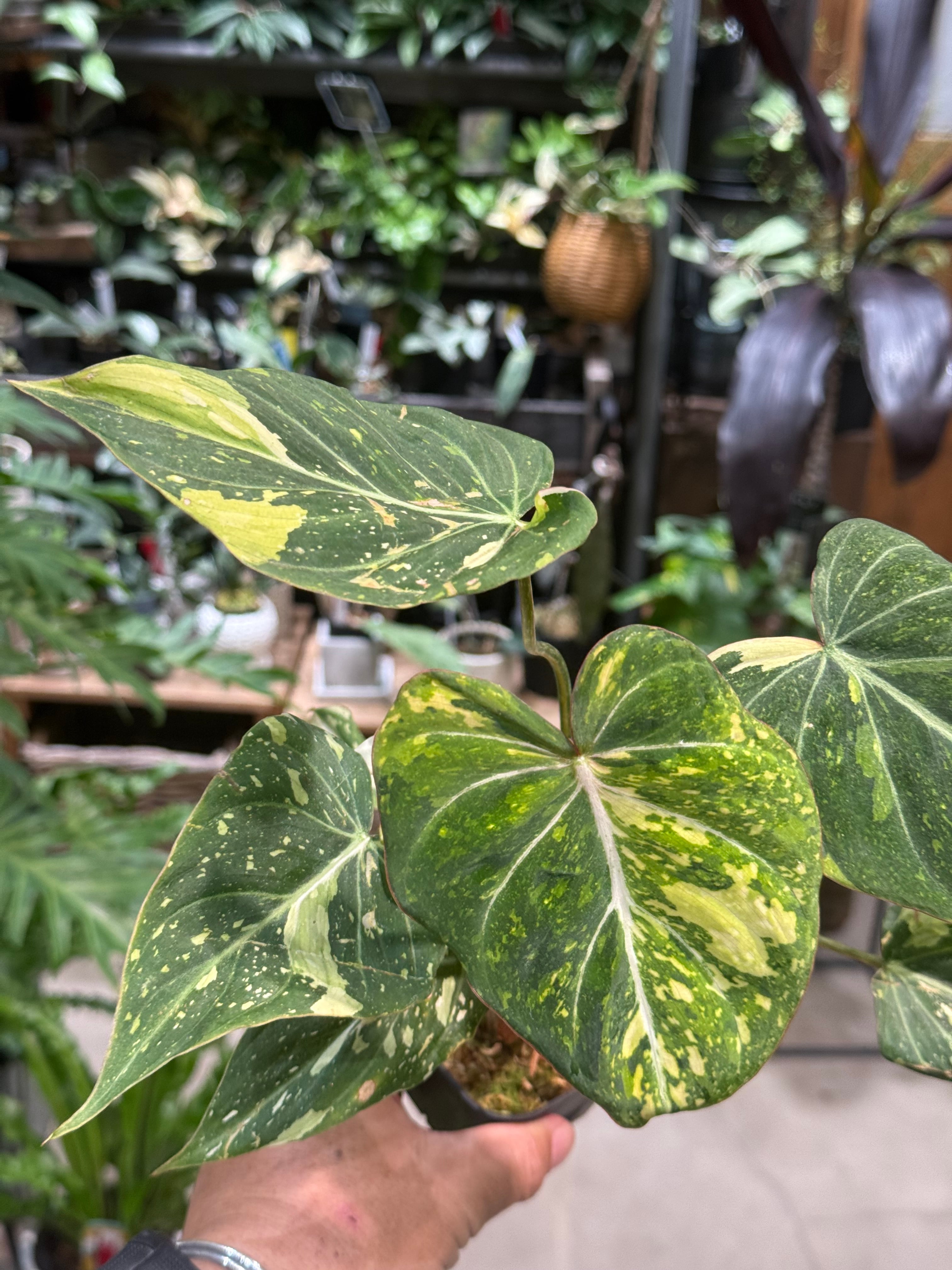 B フィロデンドロン キャラメルマーブル ファイヤータイガー