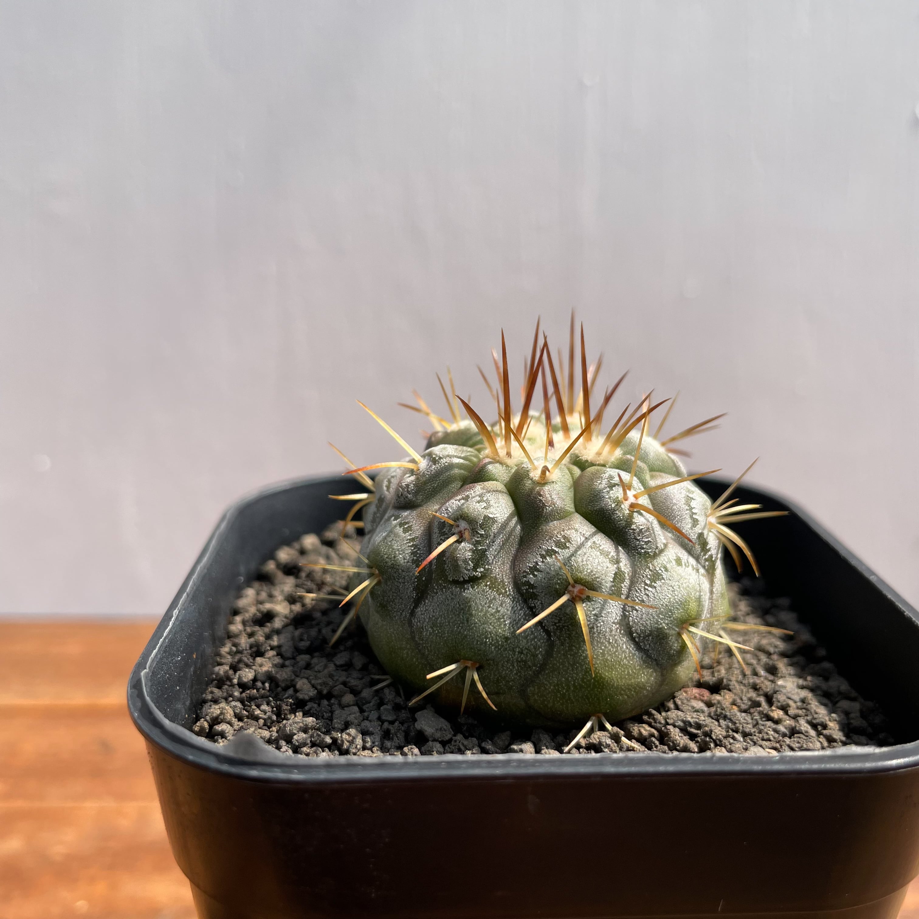 Copiapoa cinerea var. columna-alba【コピアポア・孤竜丸・実生