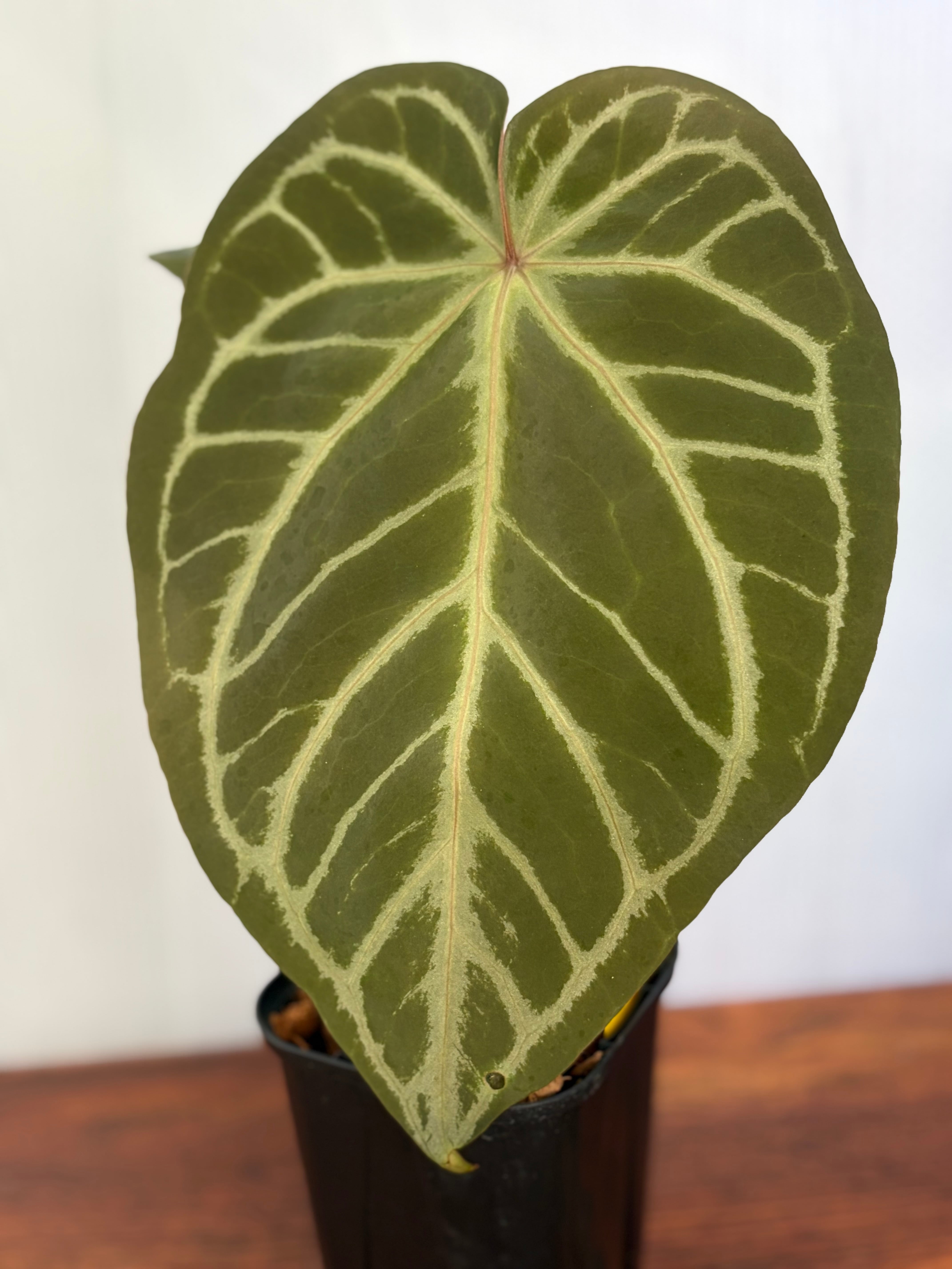 Anthurium | BALI-AN 園芸