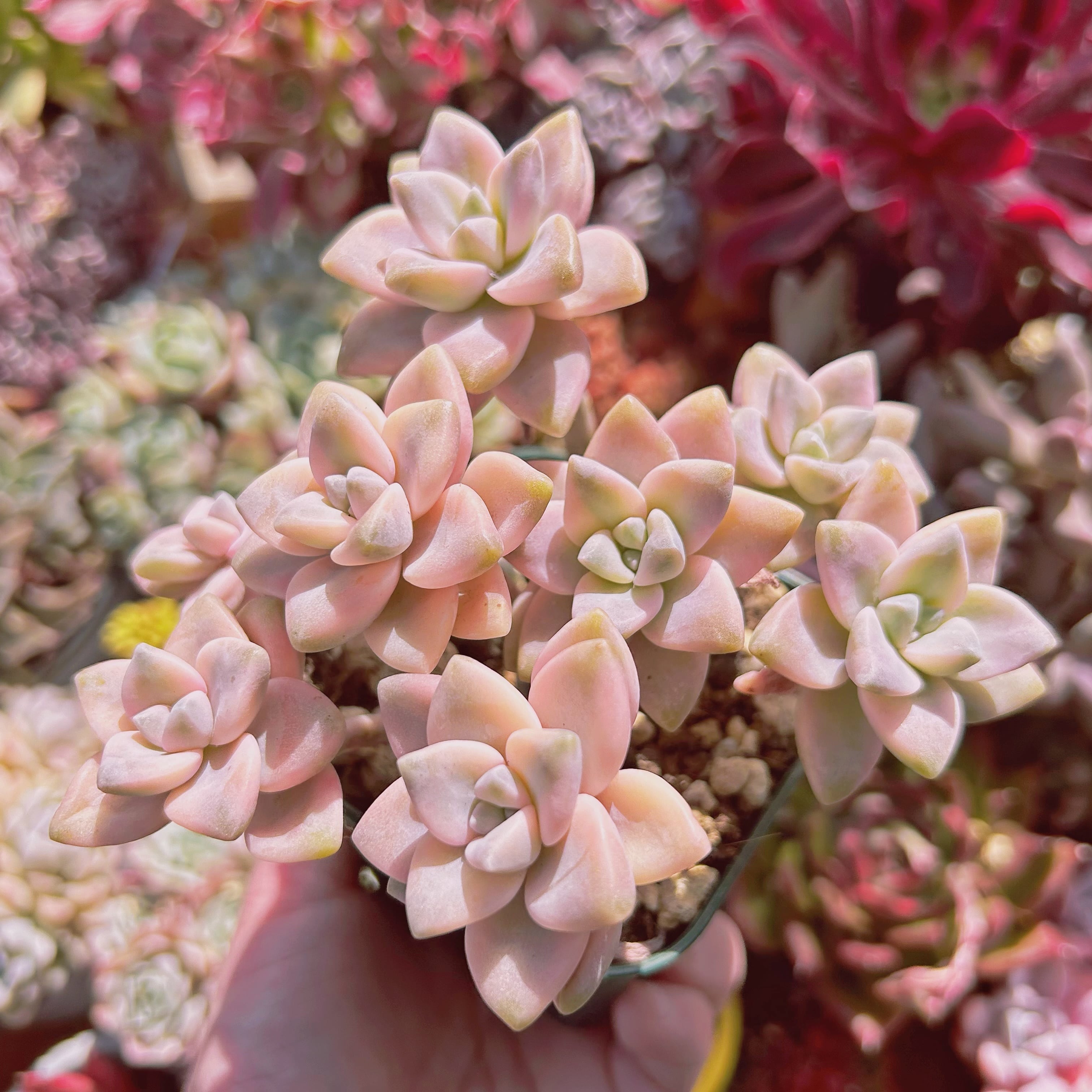 #074現物　多肉植物　杏子美人錦