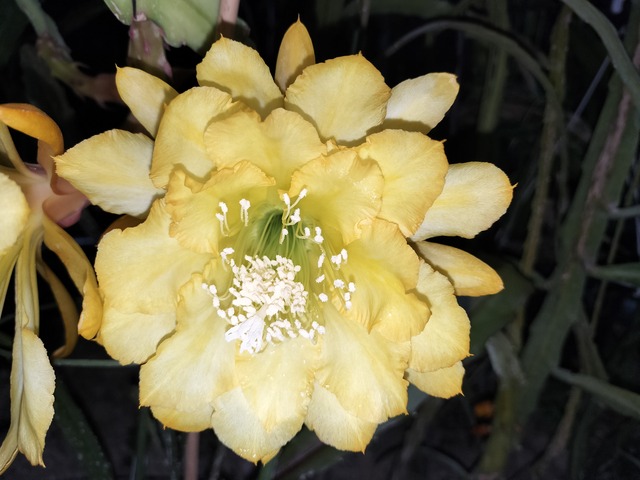 Epiphyllum hybrid ′Chiba – Lovely Down′　１０．５ｃｍＰＯＴ　３．５号鉢