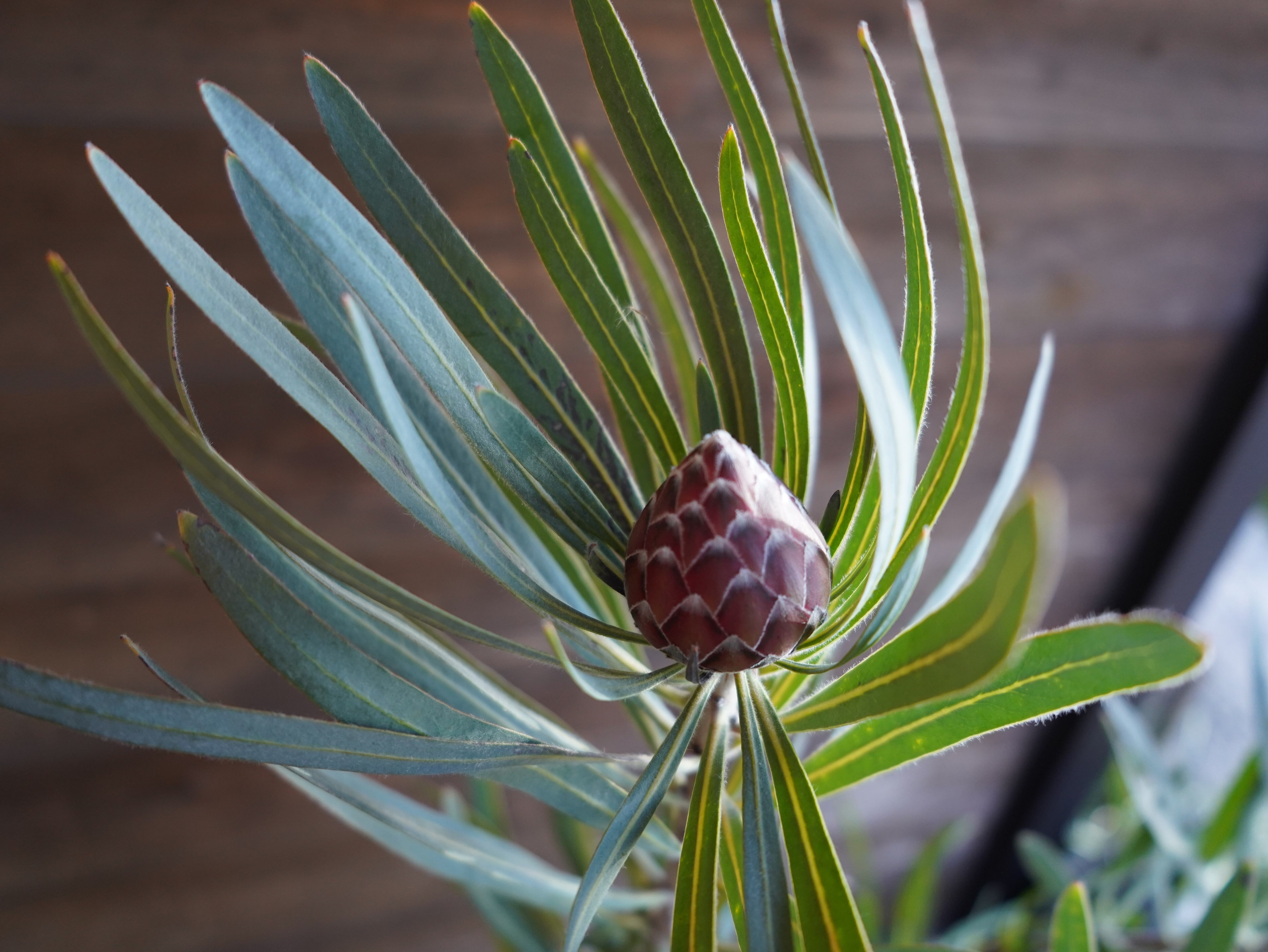 【現物】プロテア　”エクリプス”　A