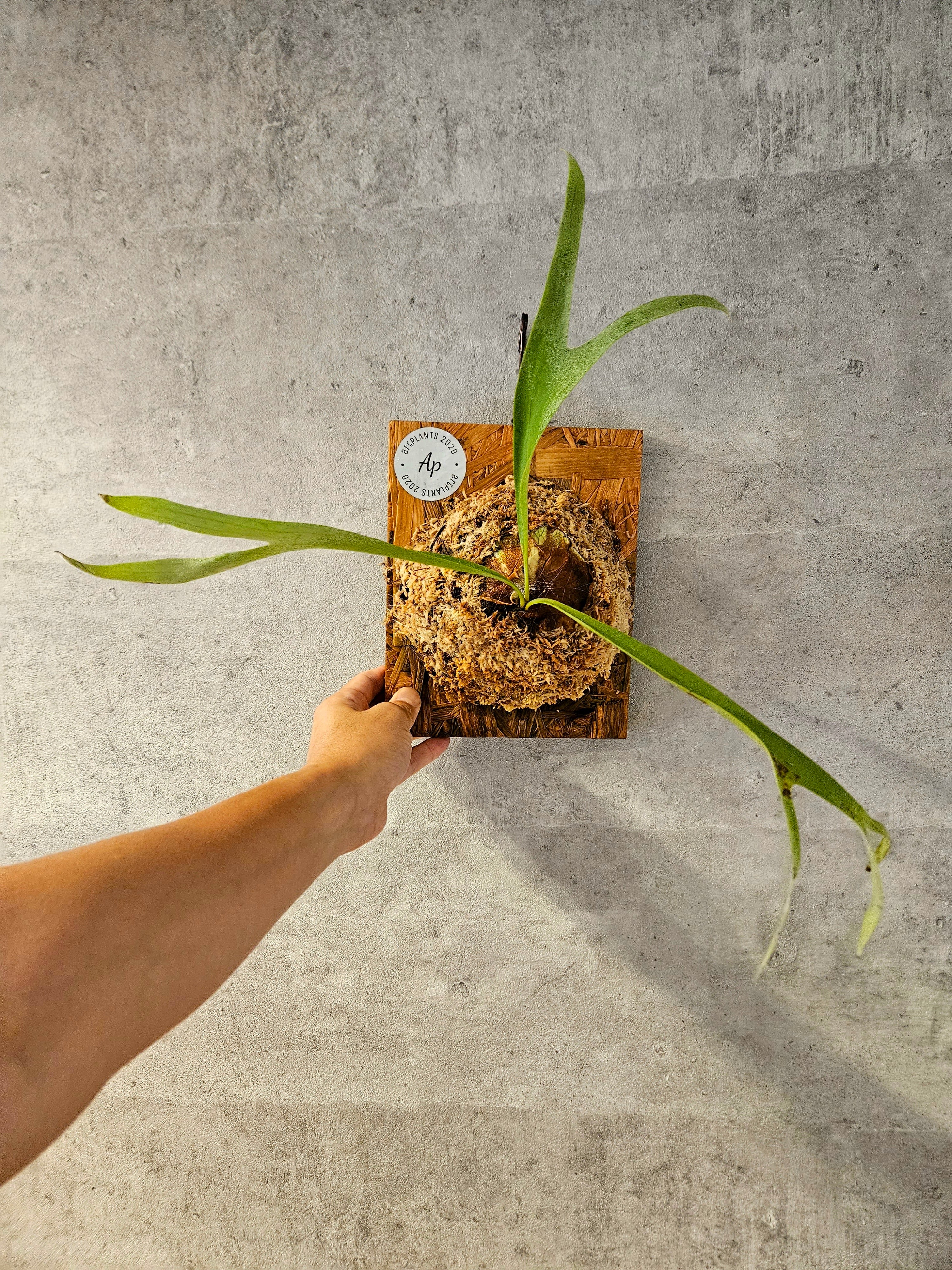 P. Hellfire 【artPLANTs】ビカクシダ/Platycerium | artPLANTs
