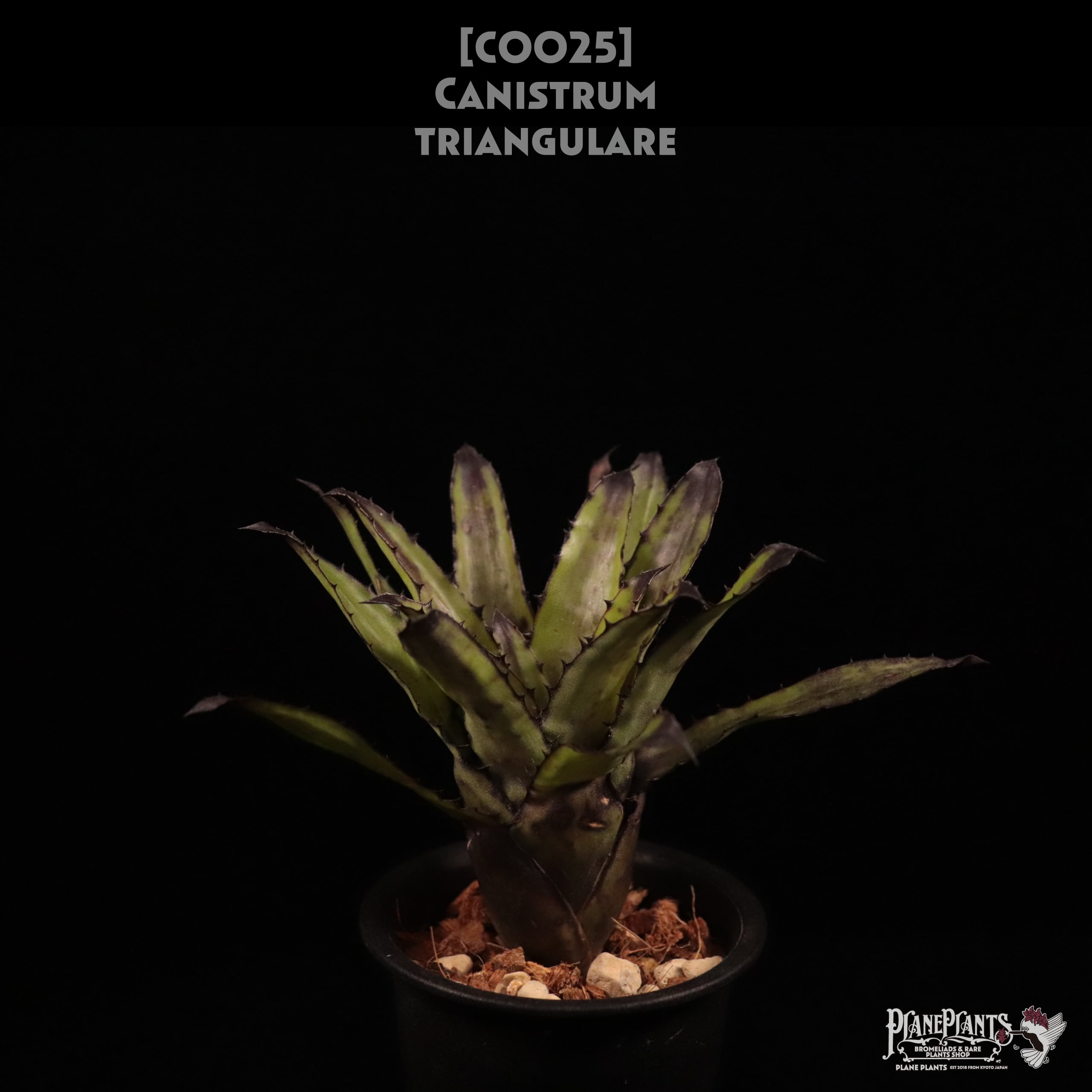 Canistrum | plane plants