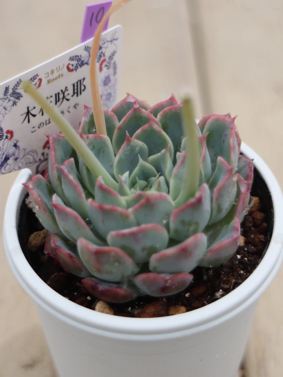 10 木花咲耶(このはなさくや)