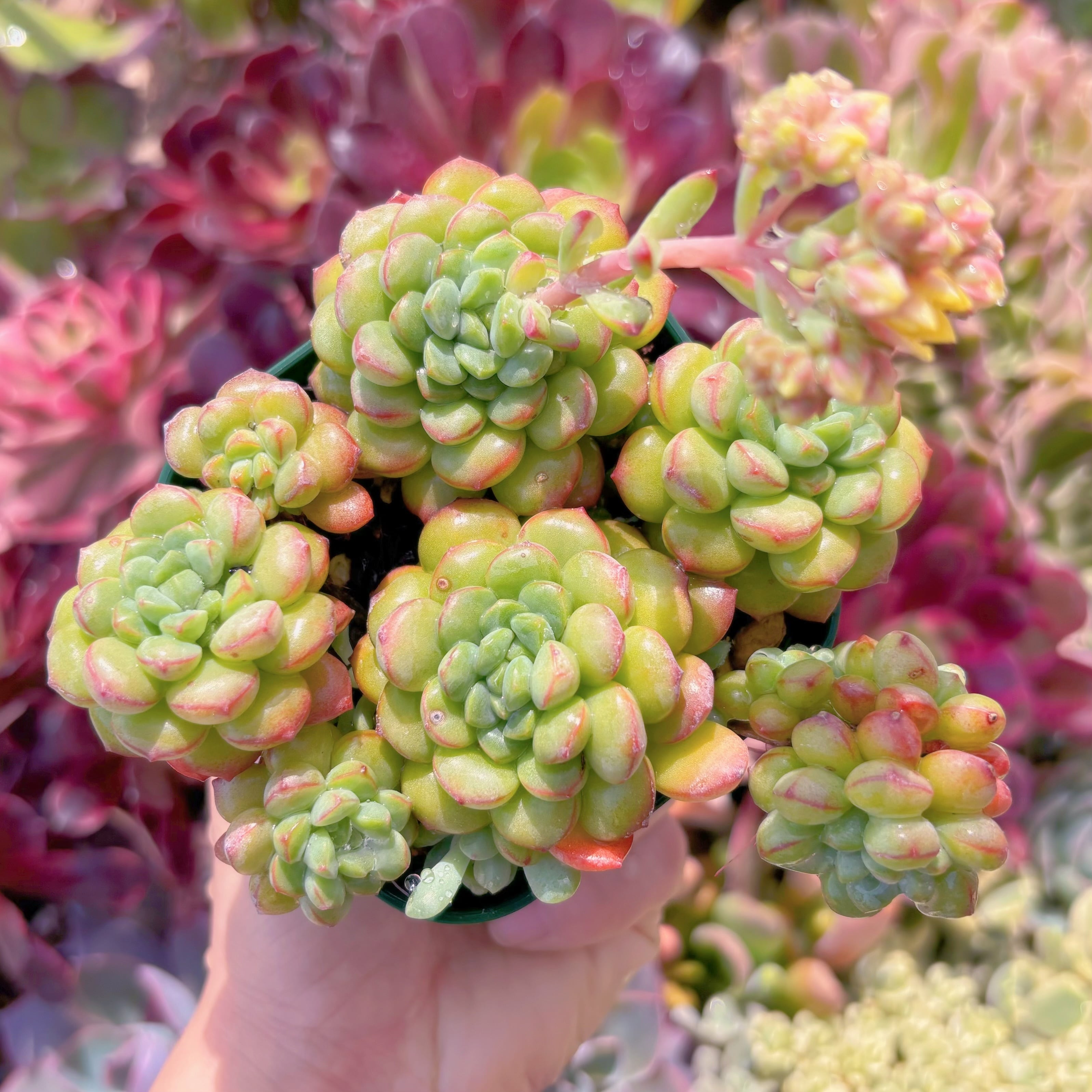 現品　王妃美尼晃#B55　るる農園