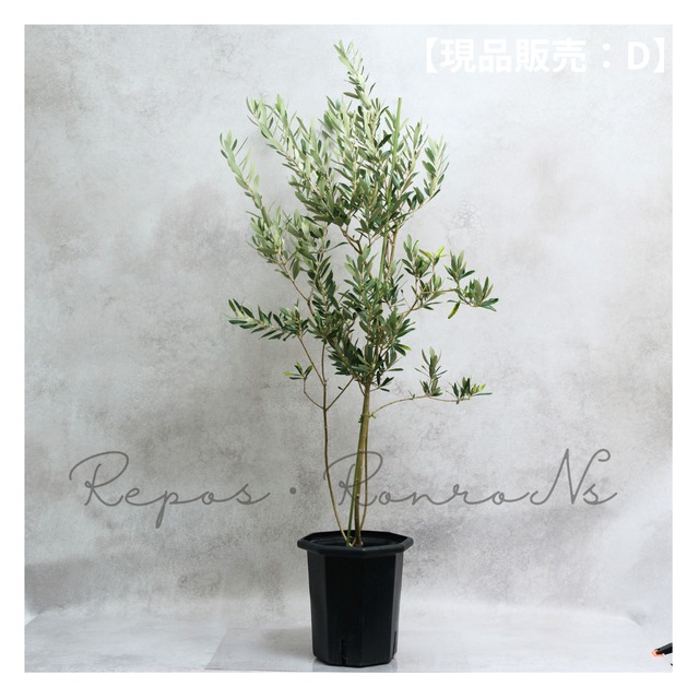 オリーブ ：アルベキーナ【現品販売：D】（ 7号）希少品種　アルベキナ　常緑樹　オリーブの木