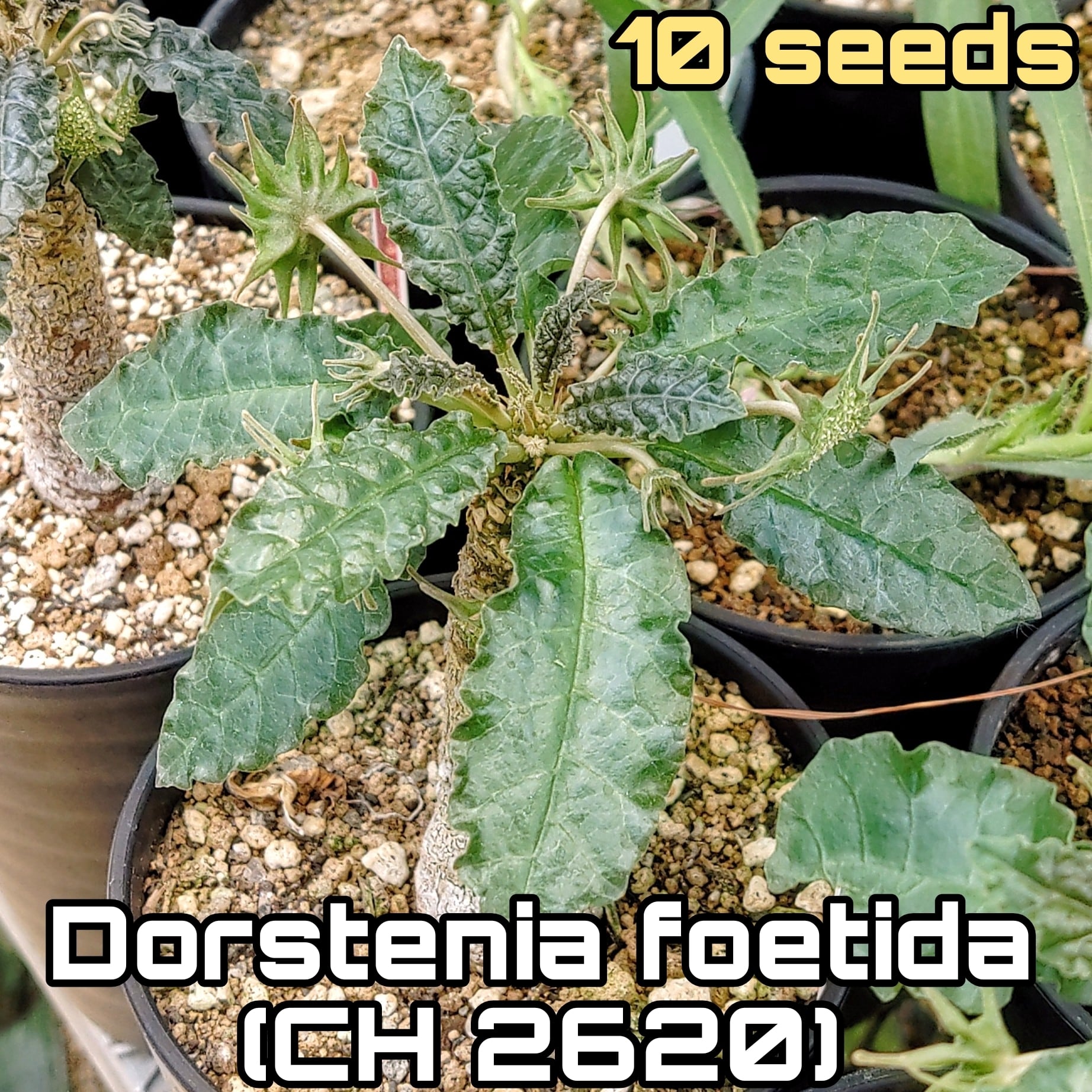 種子/10粒】Dorstenia foetida (CH 2620)/ドルステニア・フォエチダ