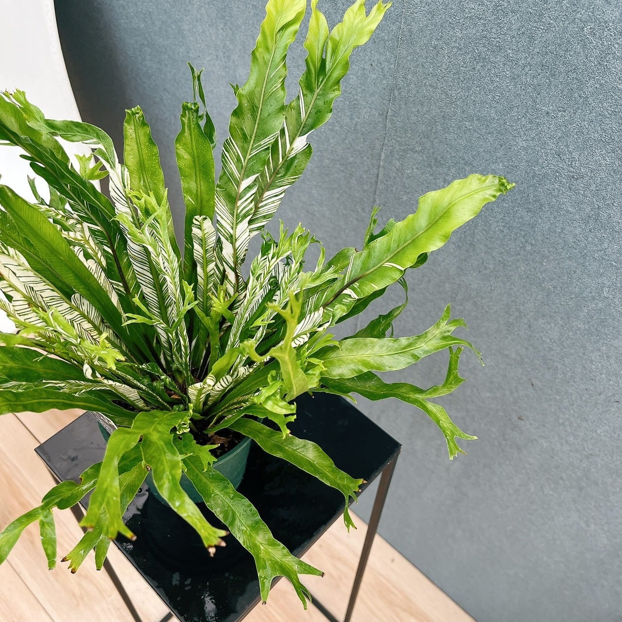 現品］1番 アスプレニウム ニダス バリエガータ 4号 観葉植物 室内