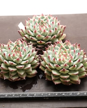 カット苗 キャドバリー Echeveria 'Cadbury'