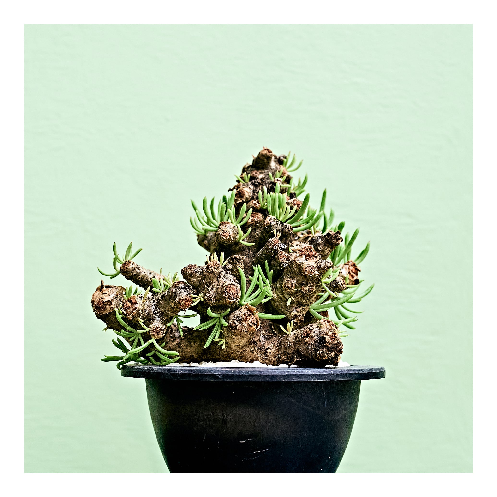 ペラルゴニウム トリステ・チレコドン ペアルソニー 現地球 ペラルゴニウム トリステ・チレコドン ペアルソニー 現地球