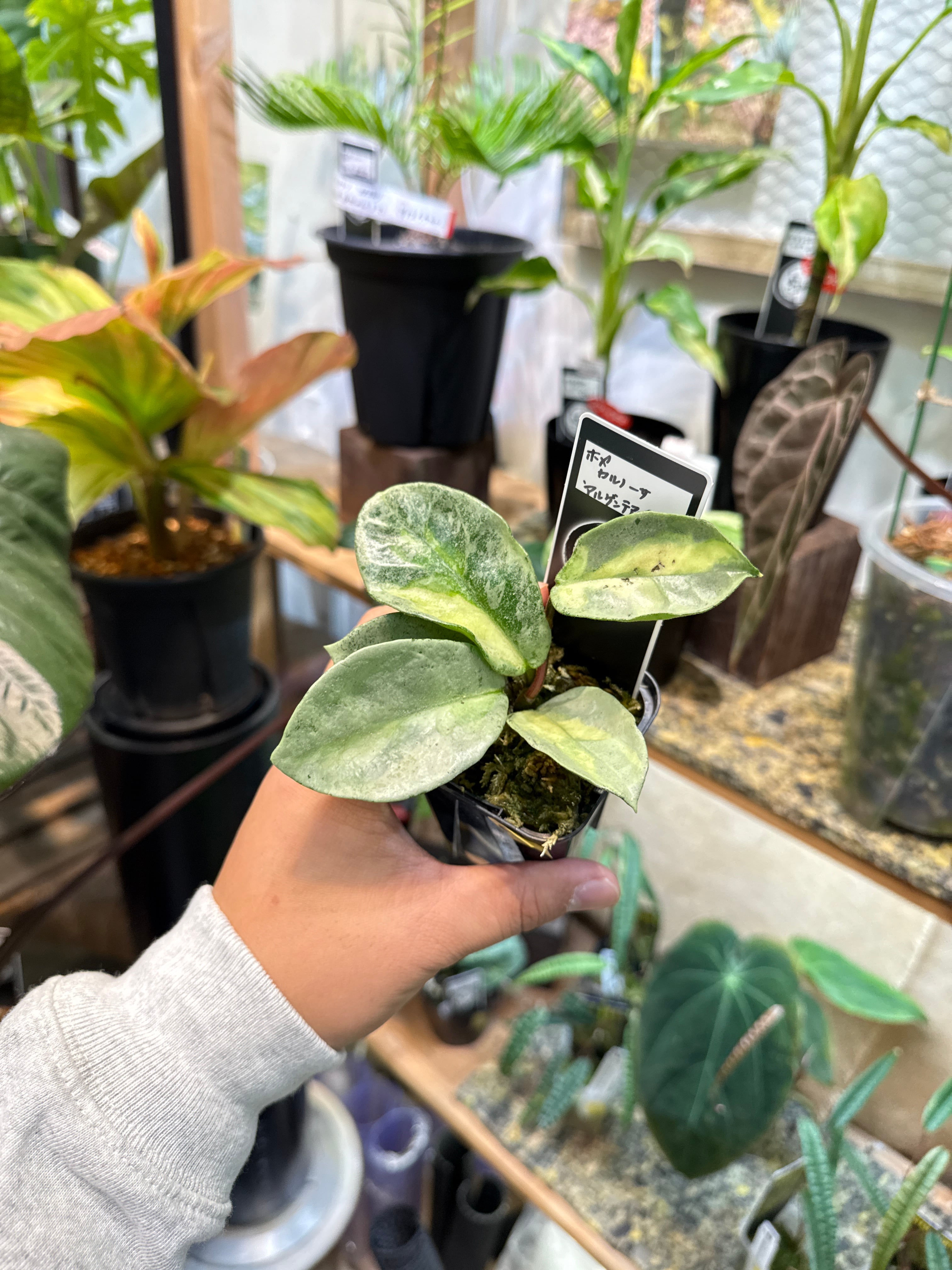 ホヤ・ディスキディア・洋蘭等 | Gardenえん 【観葉熱帯植物】