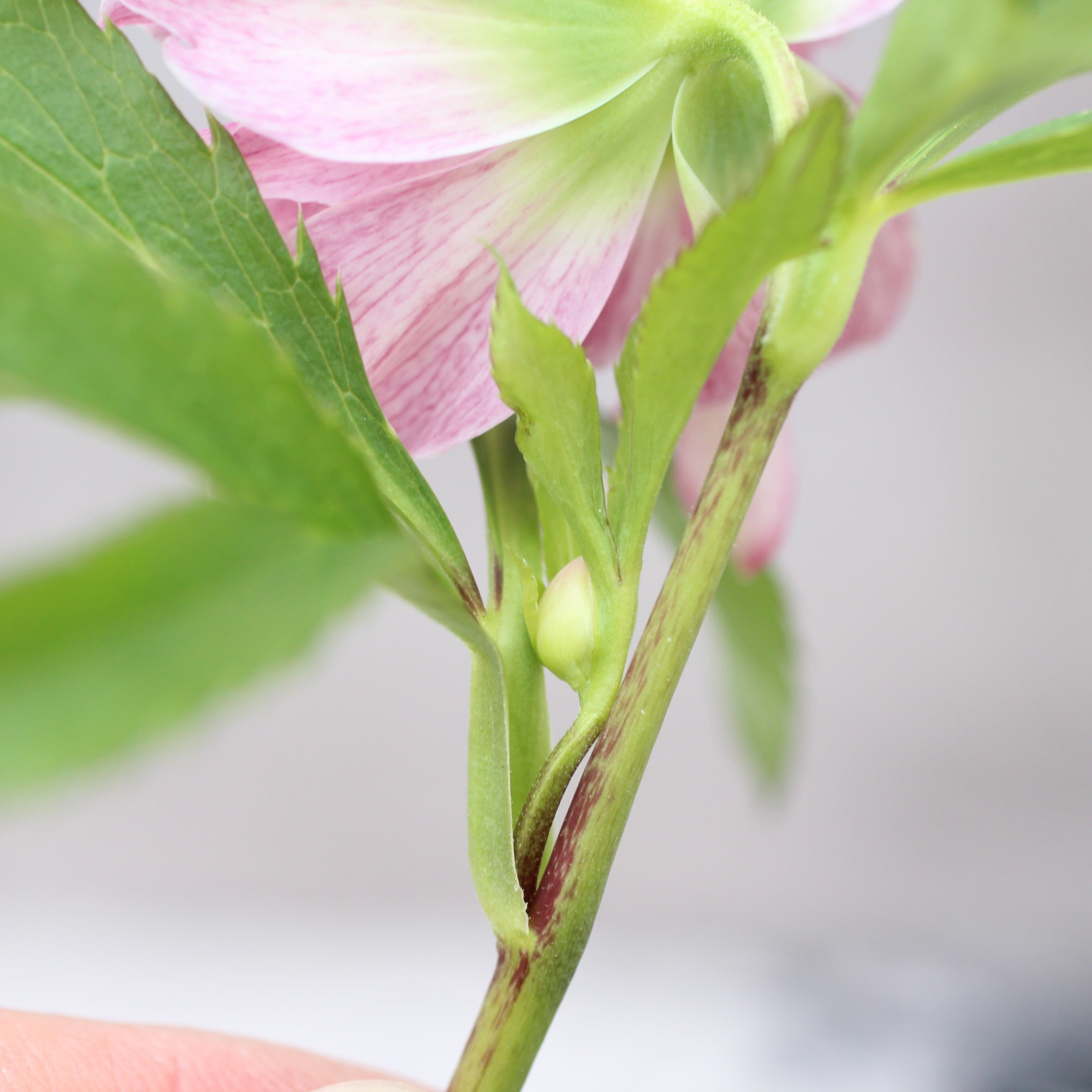 【ローズ】 京成バラ園芸(株)バラ営業部 | 香りのポットローズ【クリームピンク