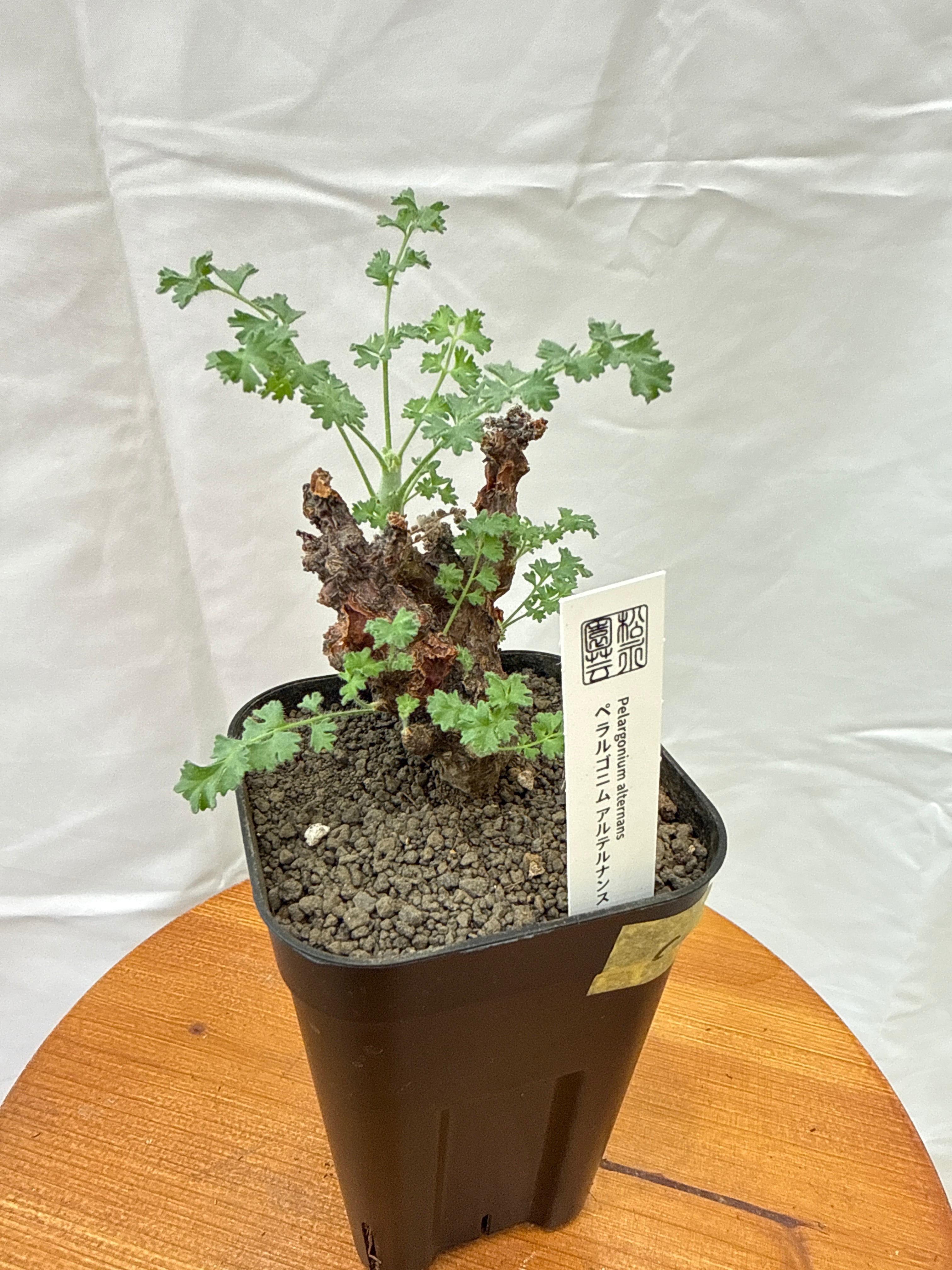 C［冬型塊根］ペラルゴニウム アルテルナンス | Gardenえん 【観葉熱帯
