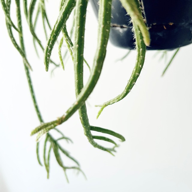 《人気》森林サボテン リプサリスホリダ ハンギングプランツ 観葉植物 吊り下げ