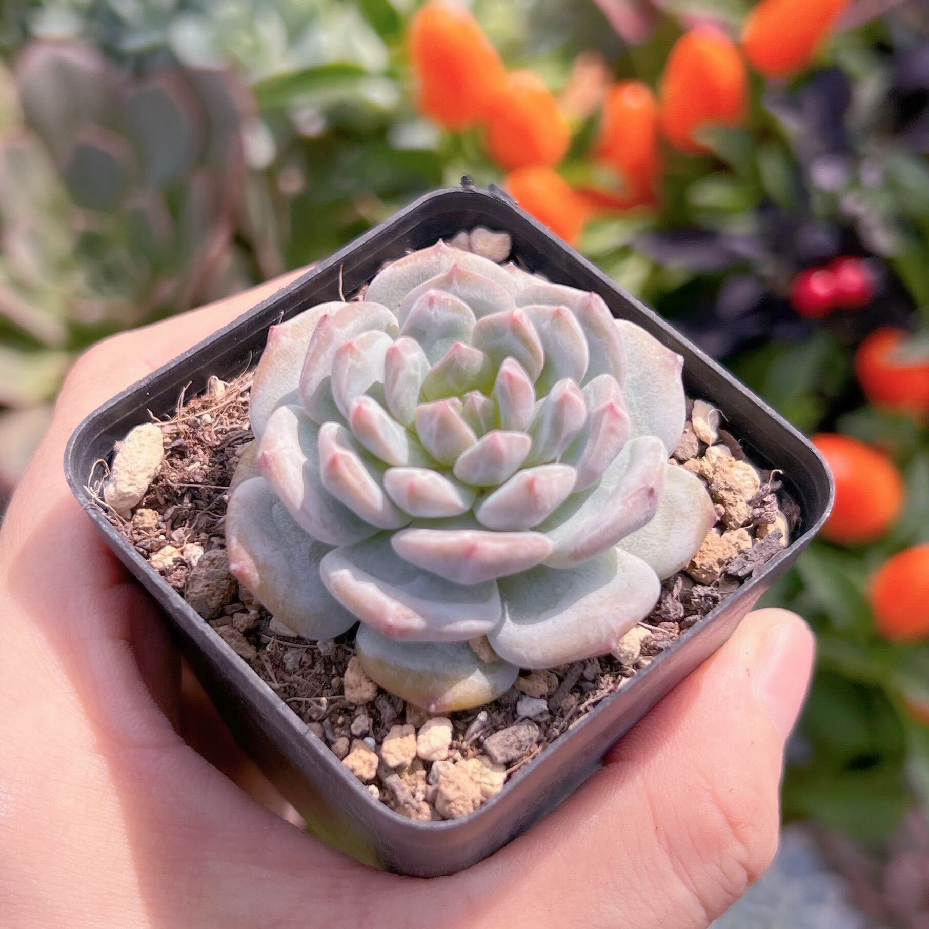 現物　星星#623   古株　るる農園