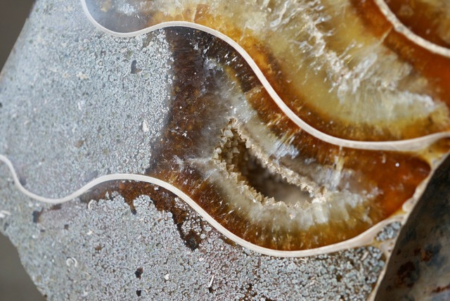 マダガスカル産アンモナイト化石 Ammonite Fossil 1253