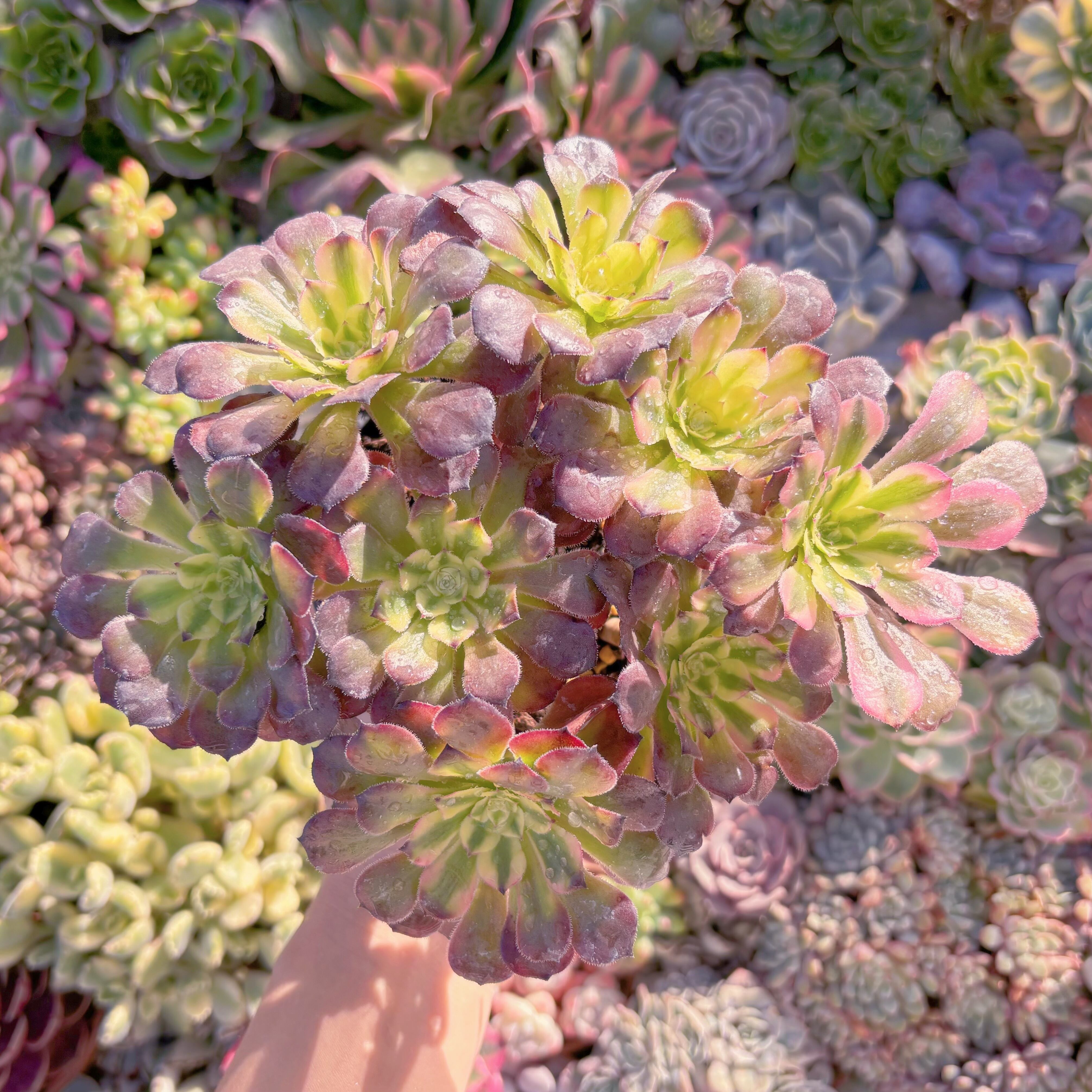 現品　ブラックチェリー#M197　大群生　るる農園