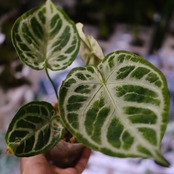 アンスリウム ドラヤキ × シルバーブラッシュ / Anthurium Dorayaki × Anthurium Silver brush⑯/ 観葉植物<育て方・花言葉>