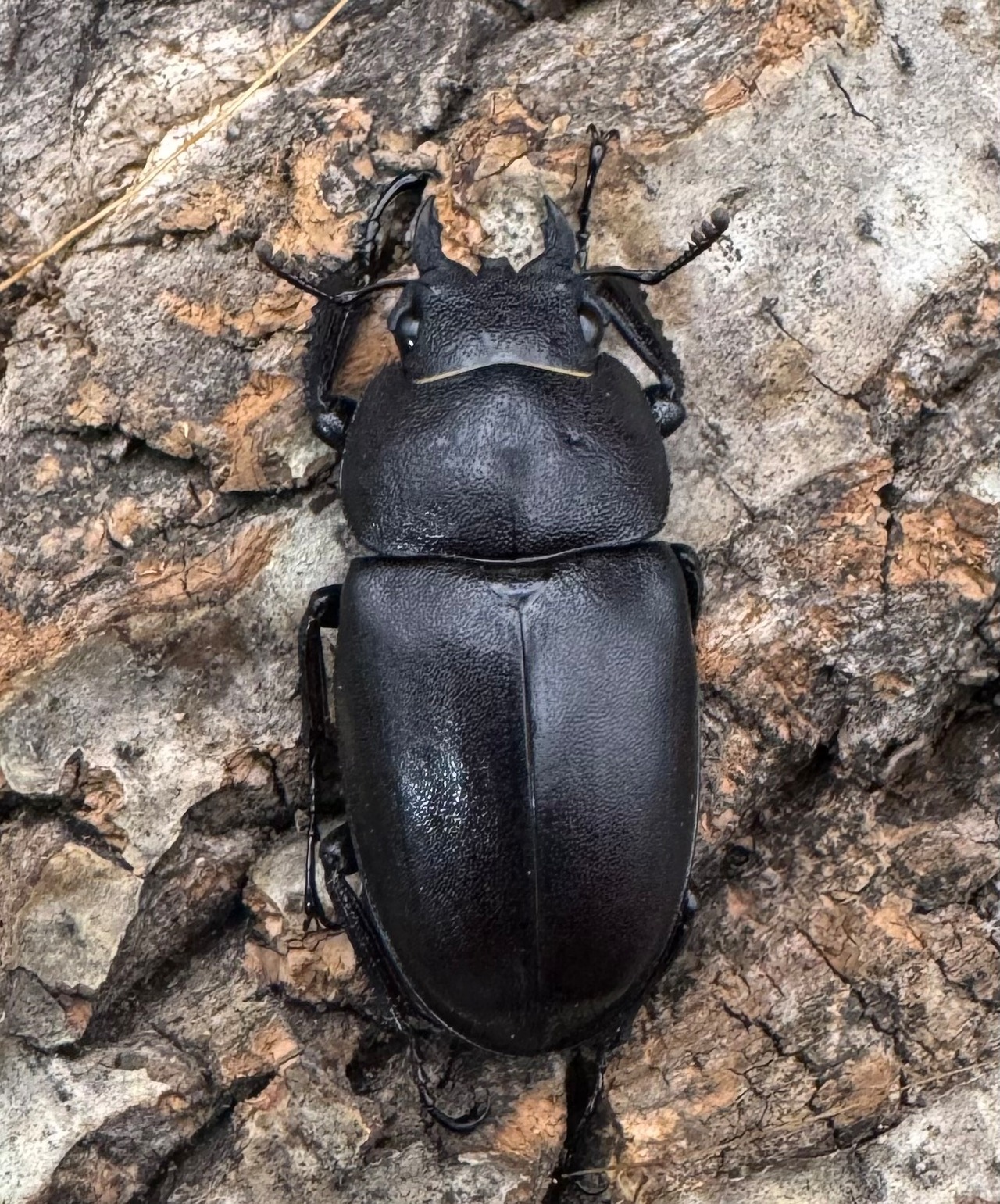 【WD】《ノコギリクワガタ 伊豆大島産 63.5mm ペア》