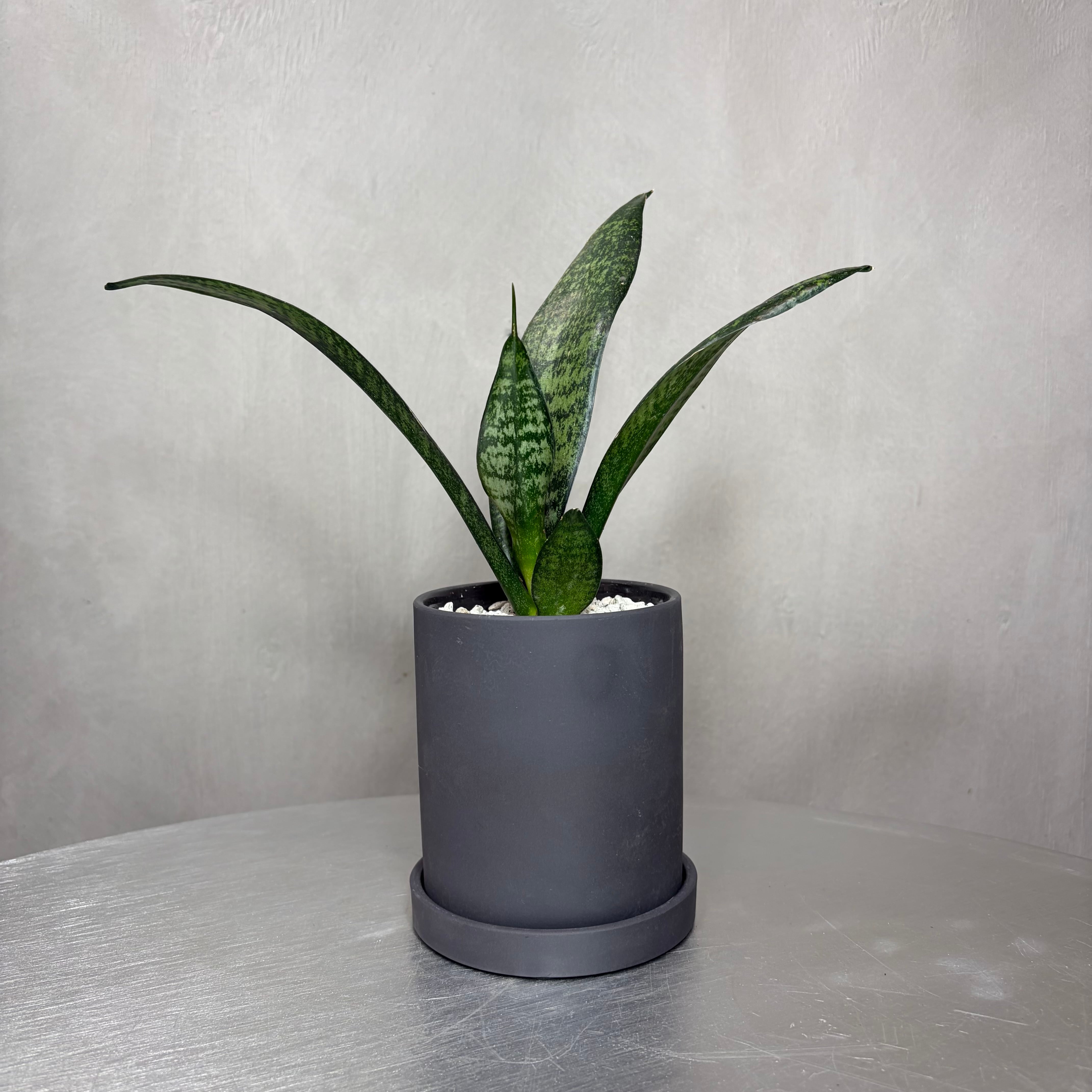 サンスベリア 観葉植物 陶器鉢 植え込み