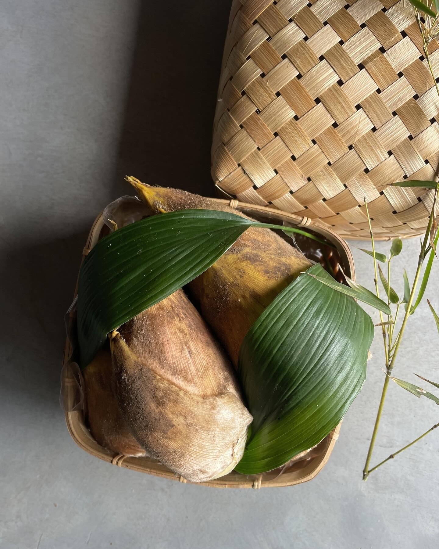 期間限定】京たけのこ竹籠（蓋付き）中小約1.5kg 日時指定不可 | 根蕈