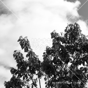 光射す春のリンゴの木と青空_モノクロ　Shining spring apple tree and blue sky_monochrome