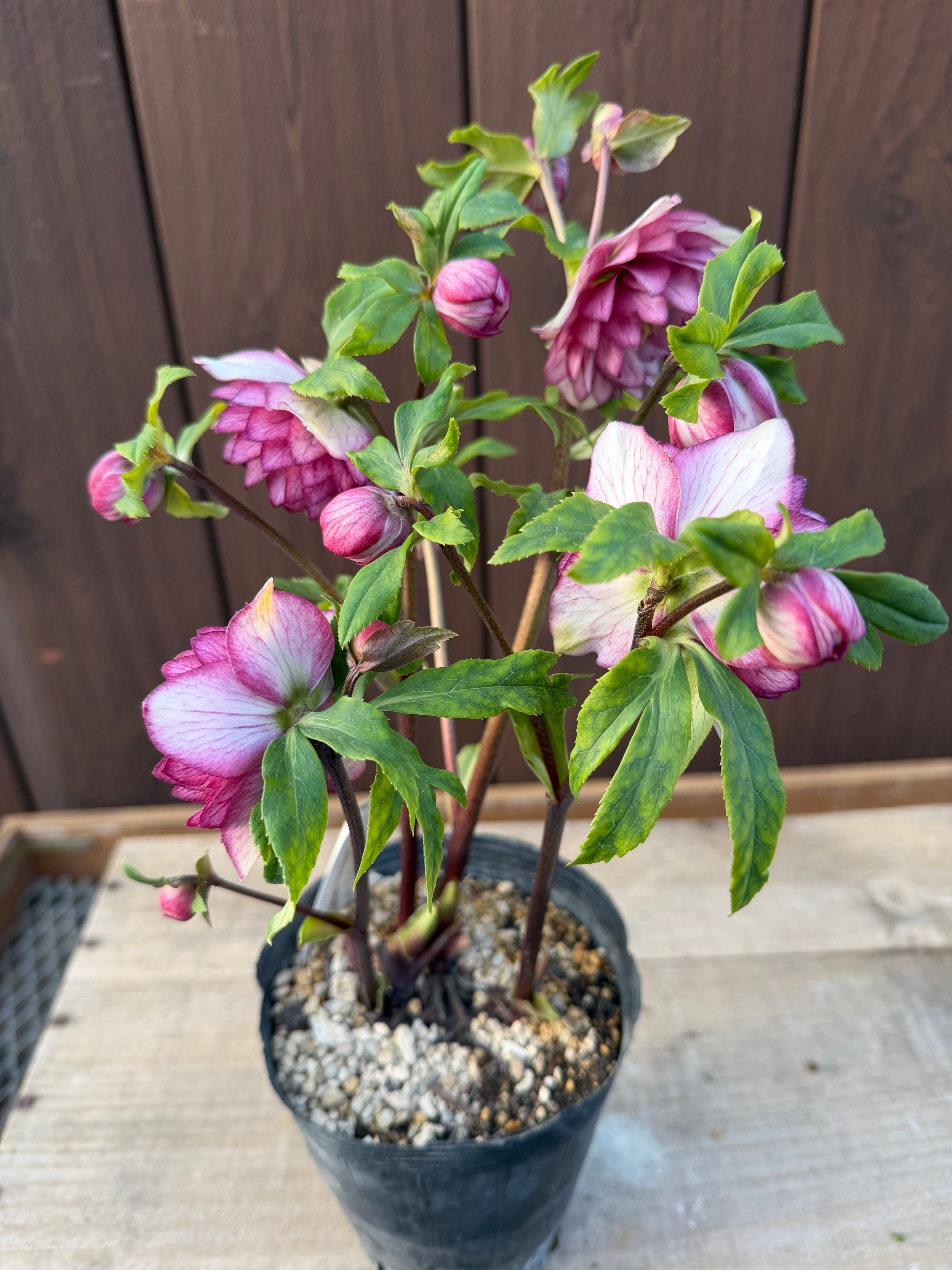 アフロディーテプリマヴェーラ 加藤農園 クリスマスローズ【Ka107