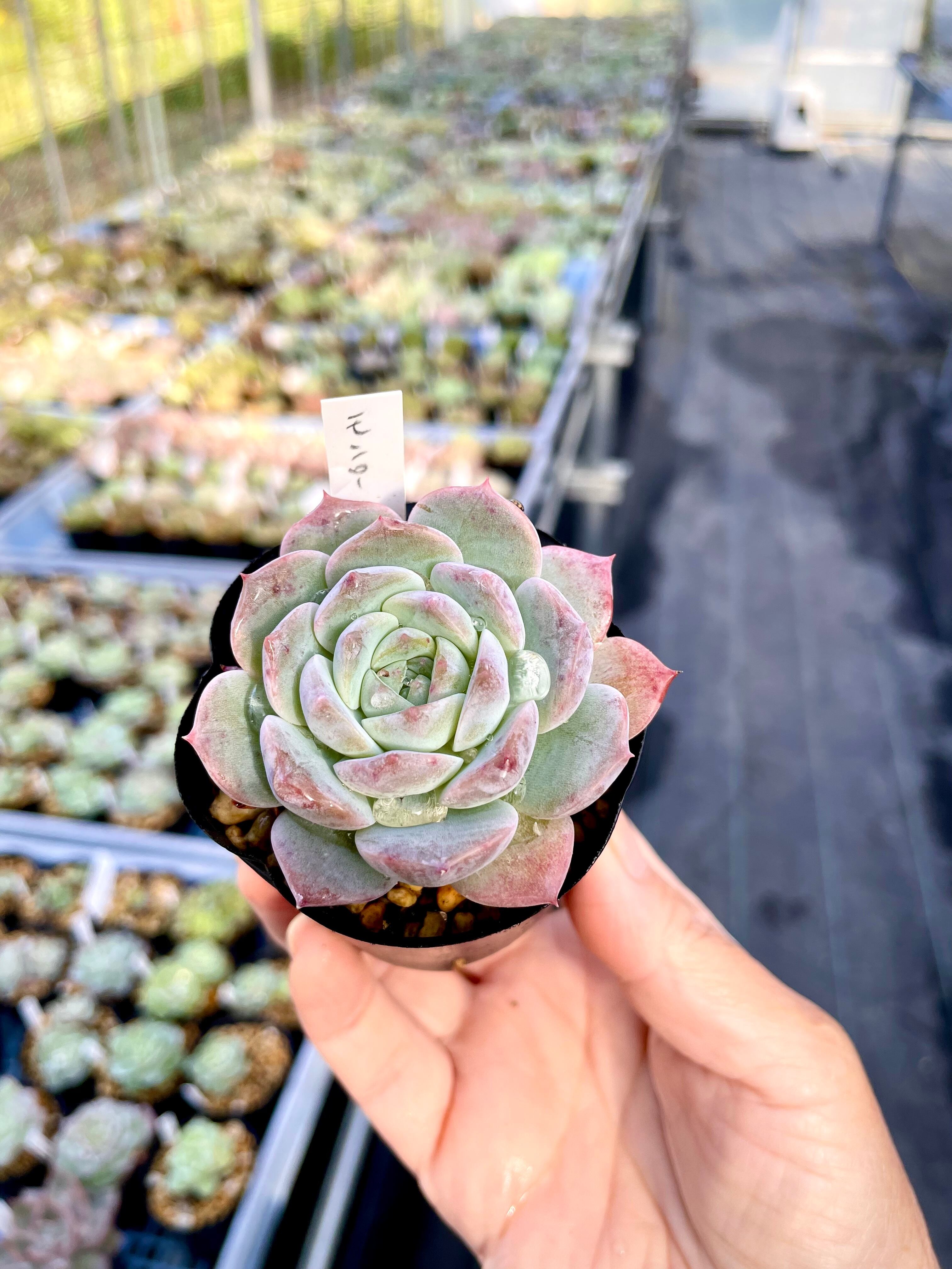 おまとめ ピンク 宝石モンロー カット苗 多肉植物 おまとめ ピンク 宝石モンロー カット苗 多肉植物