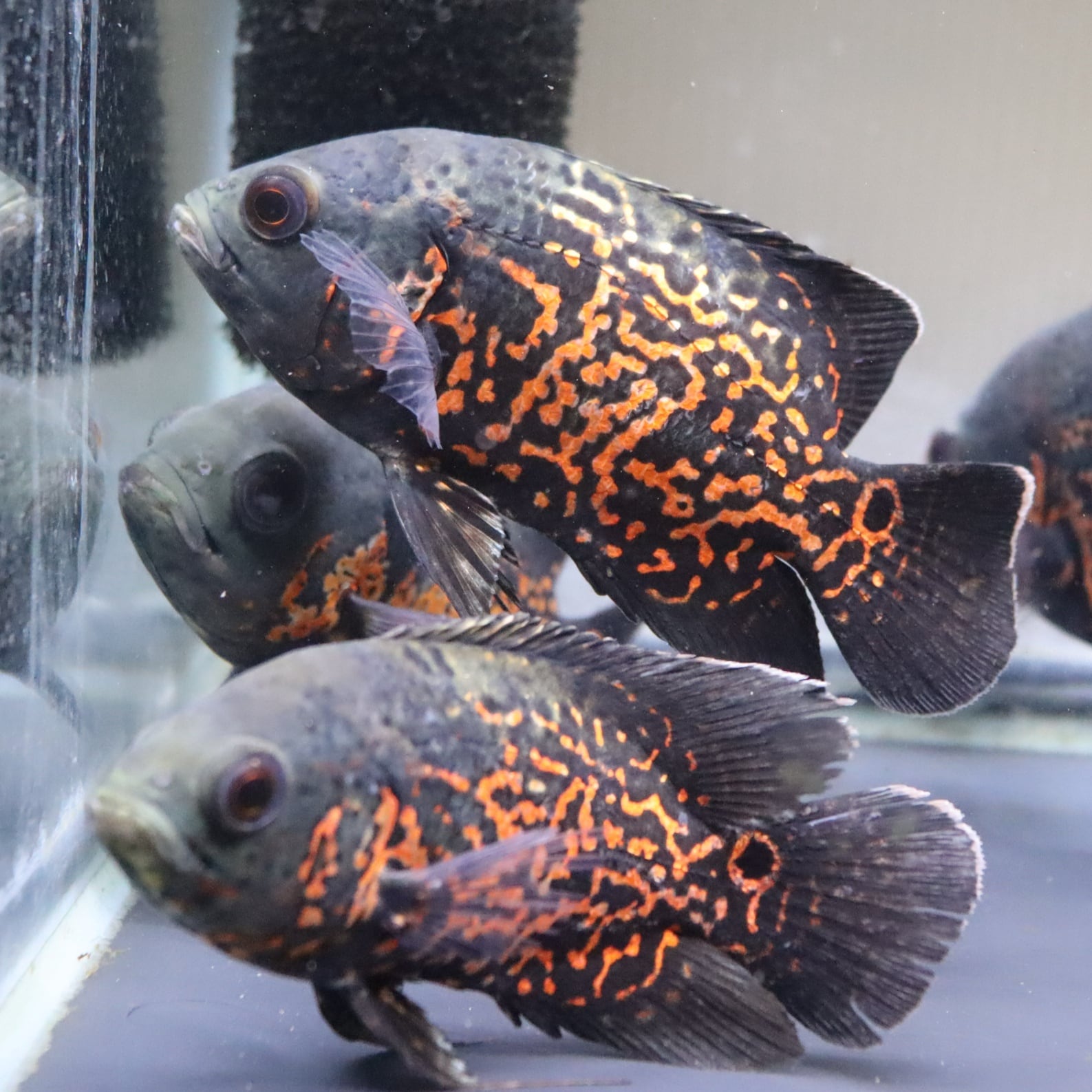 ルビーレッドオスカー 11〜13cm 1匹 選び無し | 金魚・熱帯魚