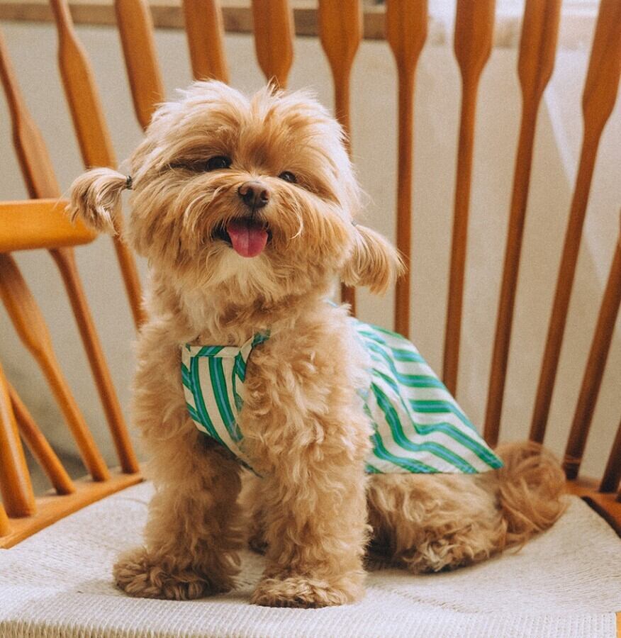 予約【noonoosoom】Stripe Dress (Green)