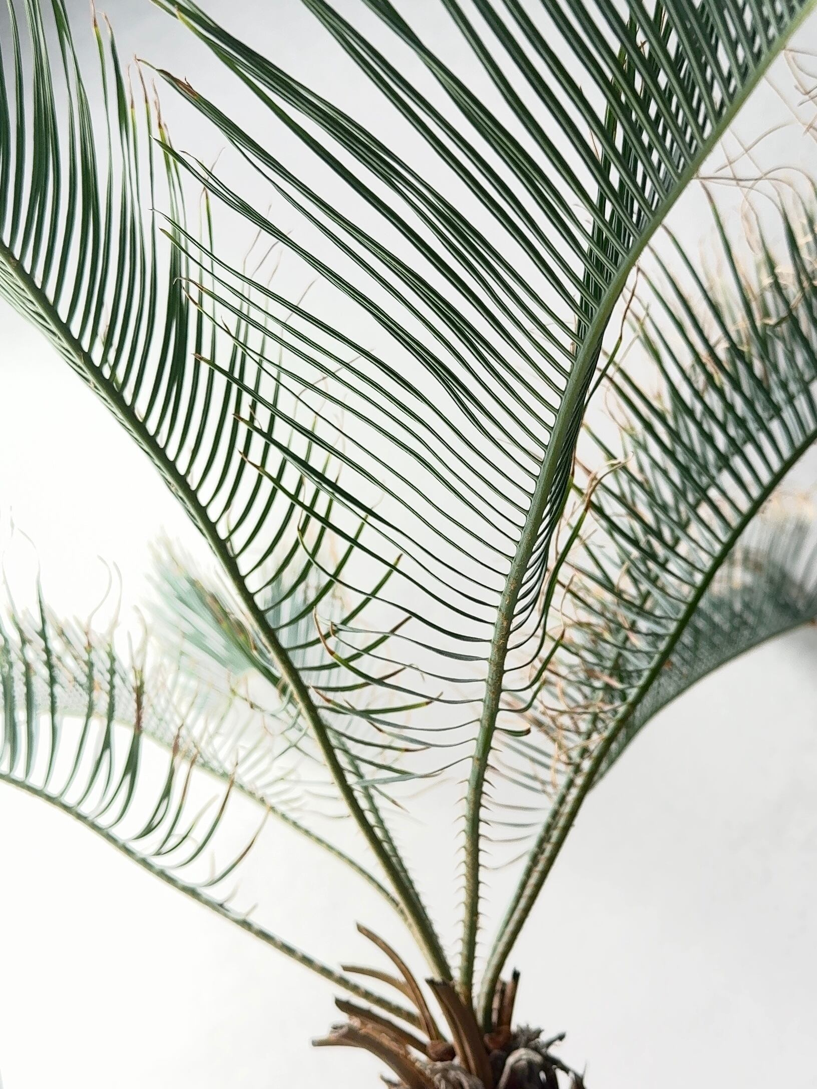 サイカス・カイルンシアナ | trigger