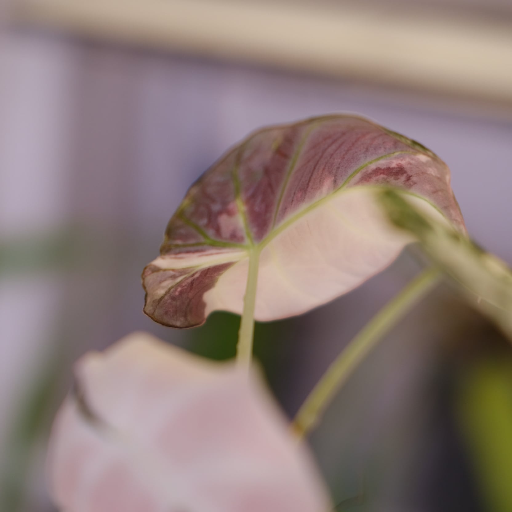 Alocasia Black Velvet Pink Albo③│アロカシア ブラックベルベット