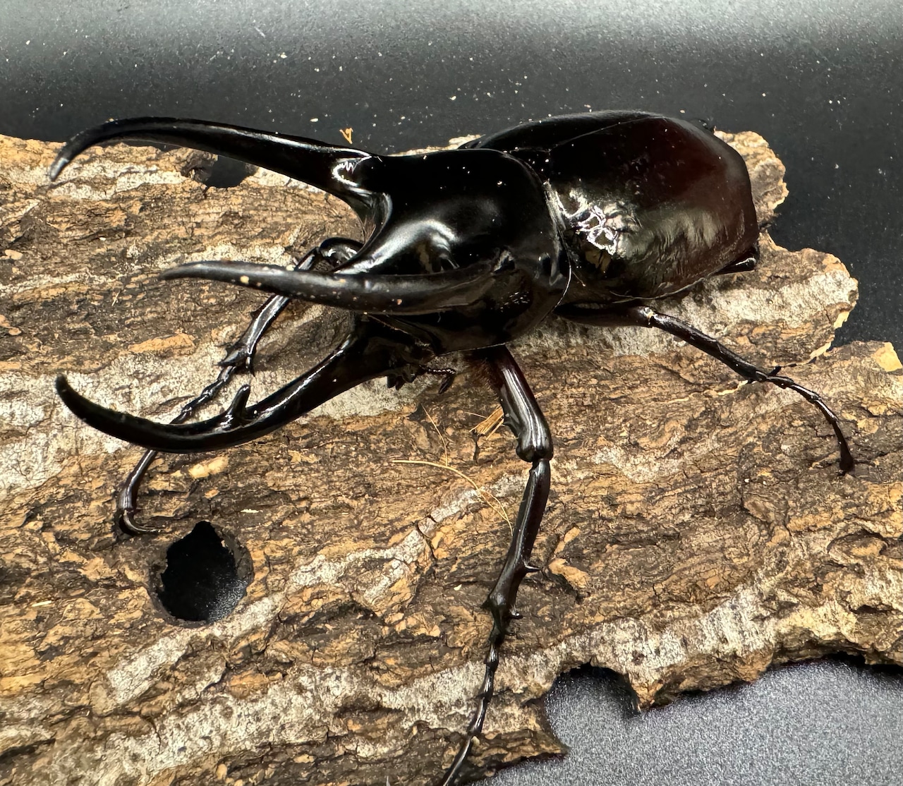 【WD】《スマトラコーカサスオオカブト 100mm ペア》