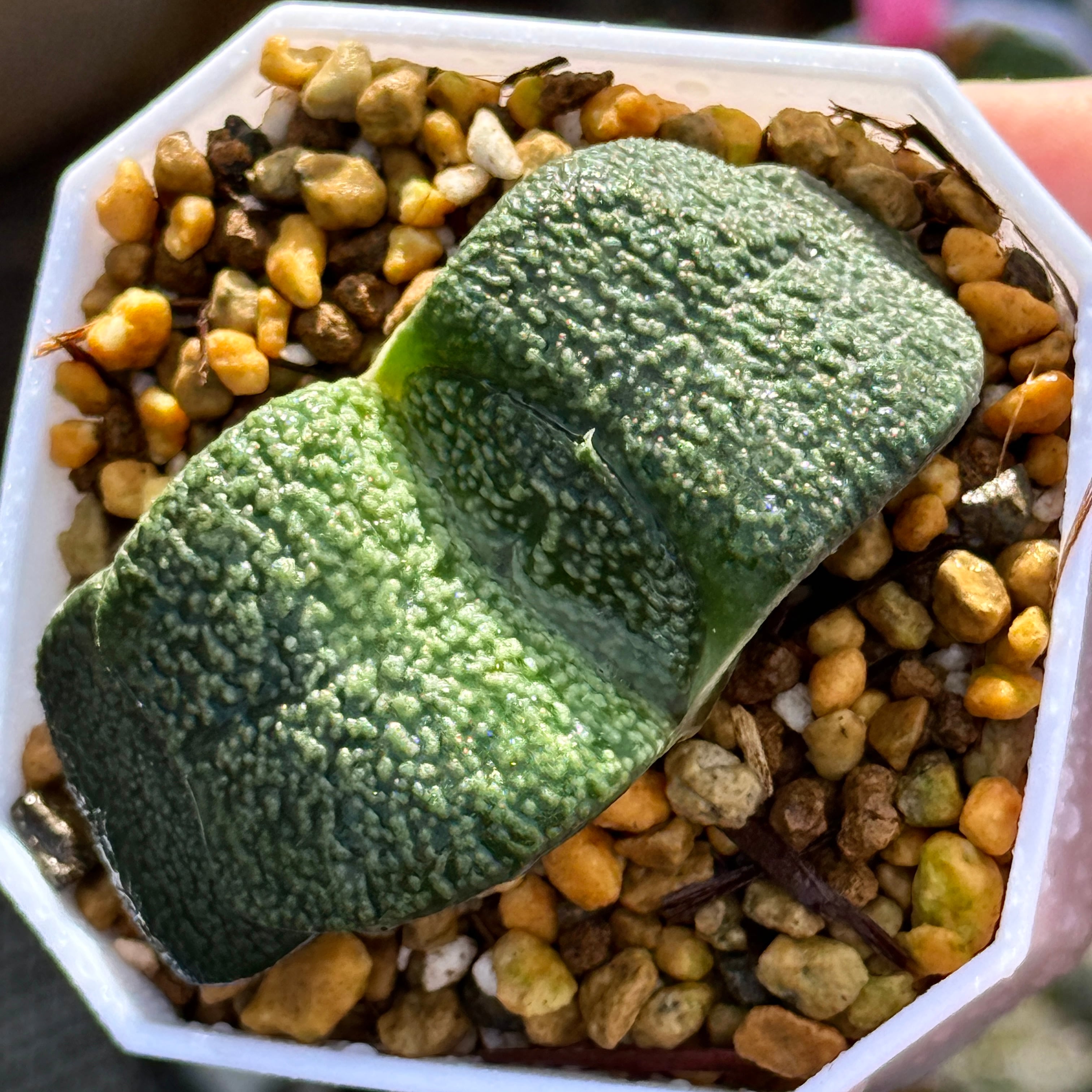 珍しいハオ楽園