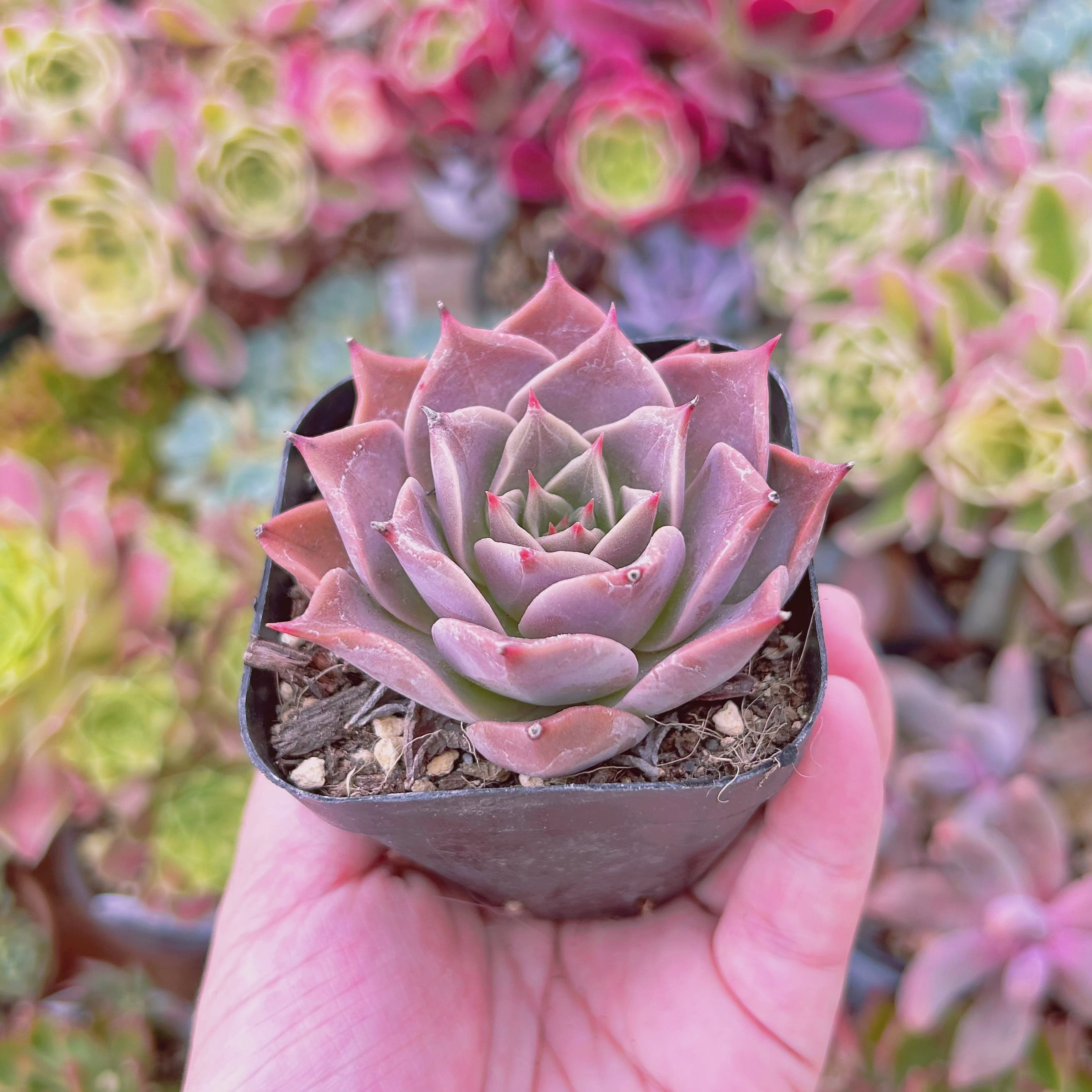 331現物 多肉植物 ミヤ 抜き苗 | るる農園~多肉植物専門