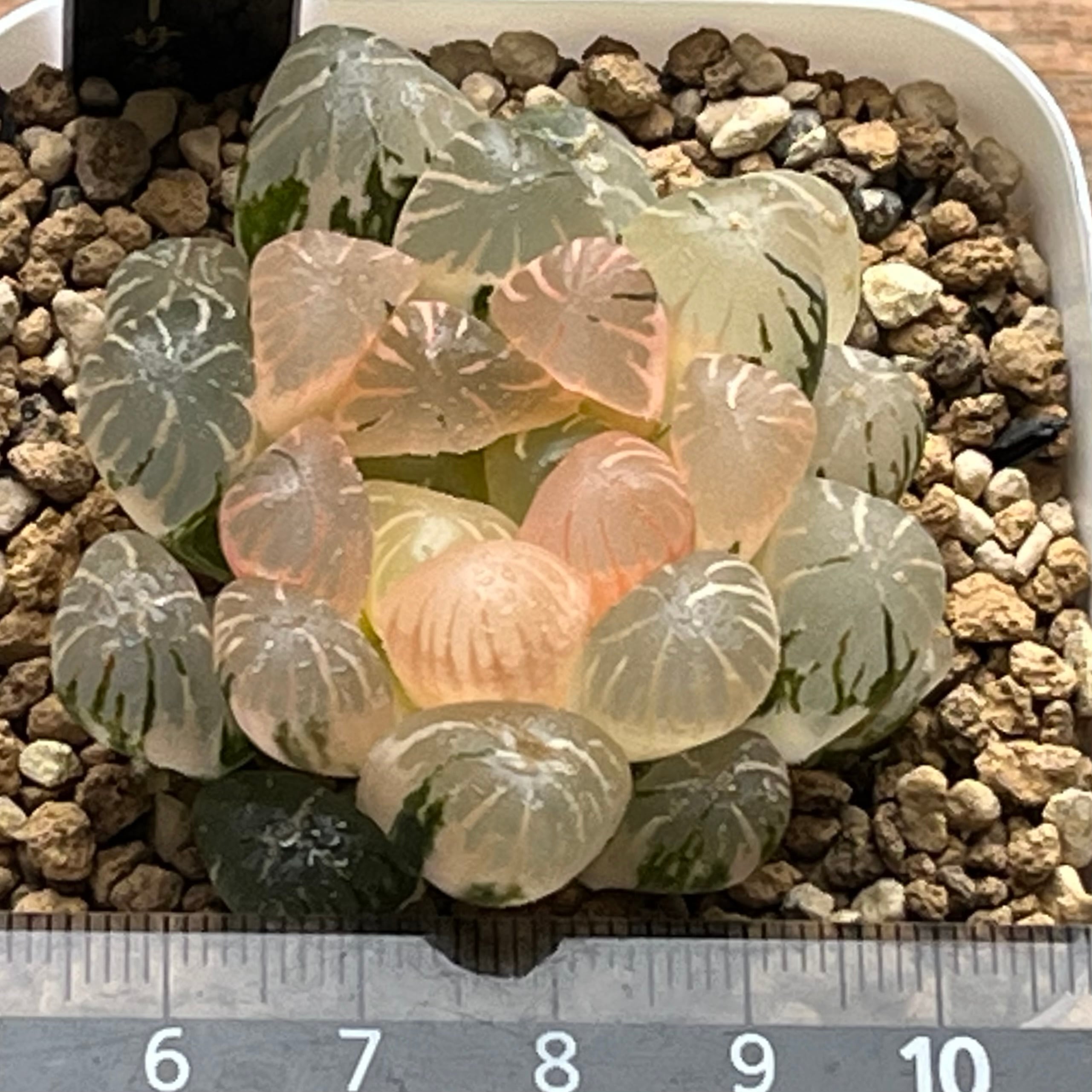 ハオルチア ドドソン紫オブツーサ錦 | mocono_plants