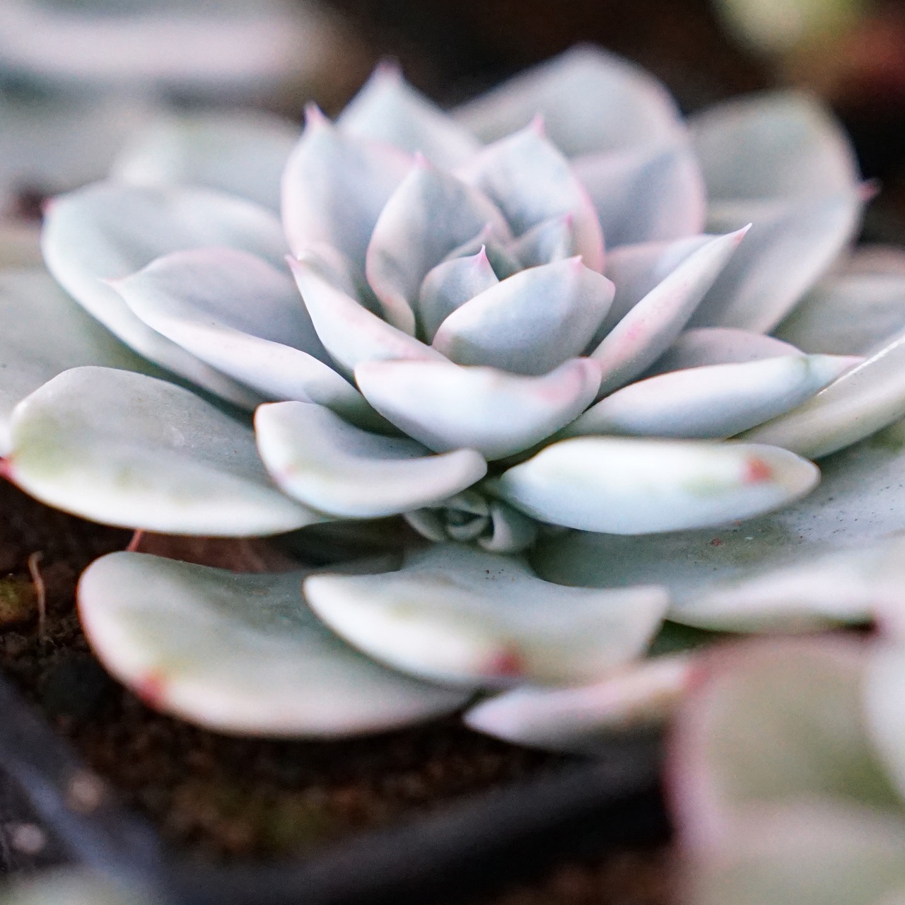 抜き苗 アトランティス錦 Echeveria 'Atlantis Variegated'