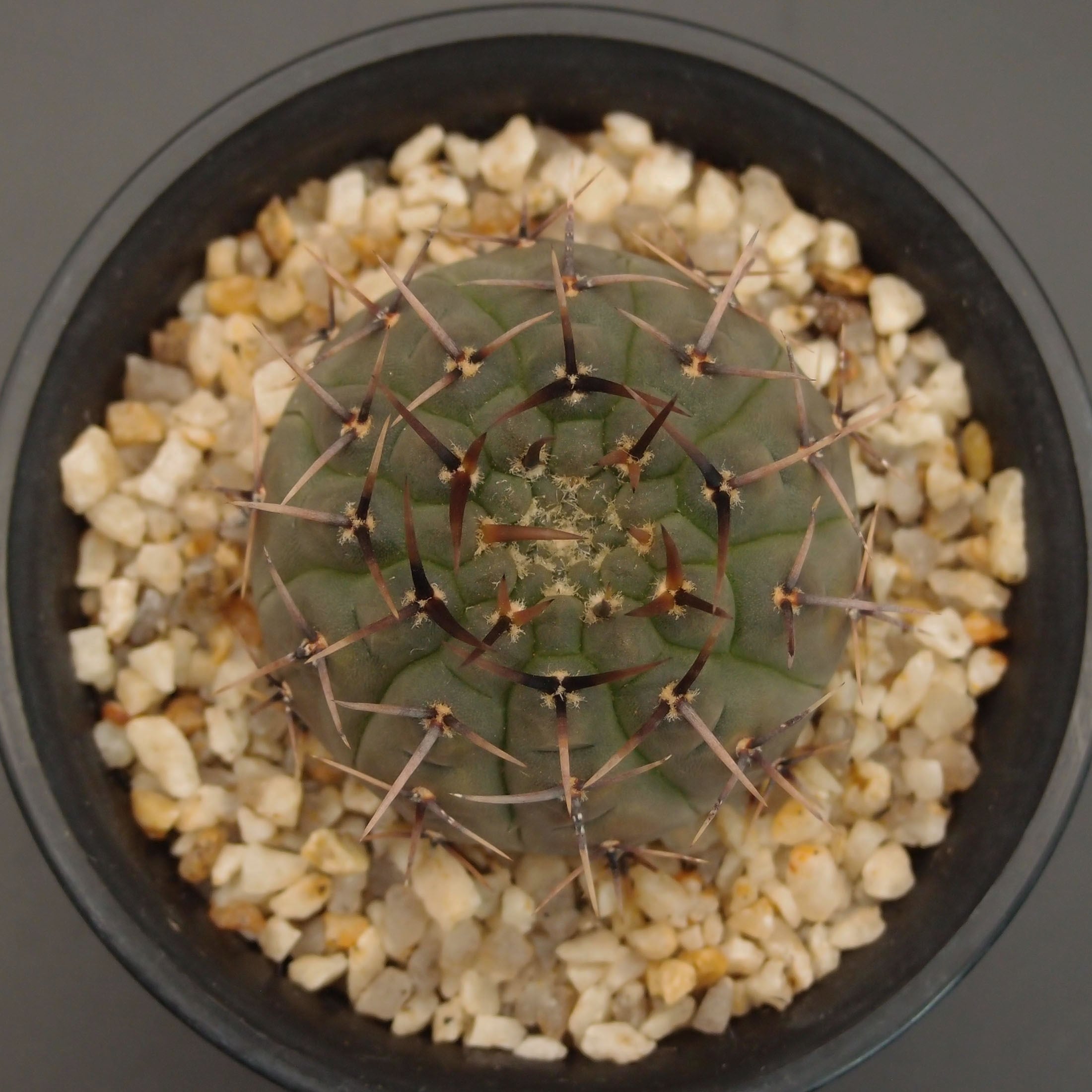 黒刺鳳頭 (B01)：ギムノカリキウム属 ※実生 | 万緑 BAN RYOKU