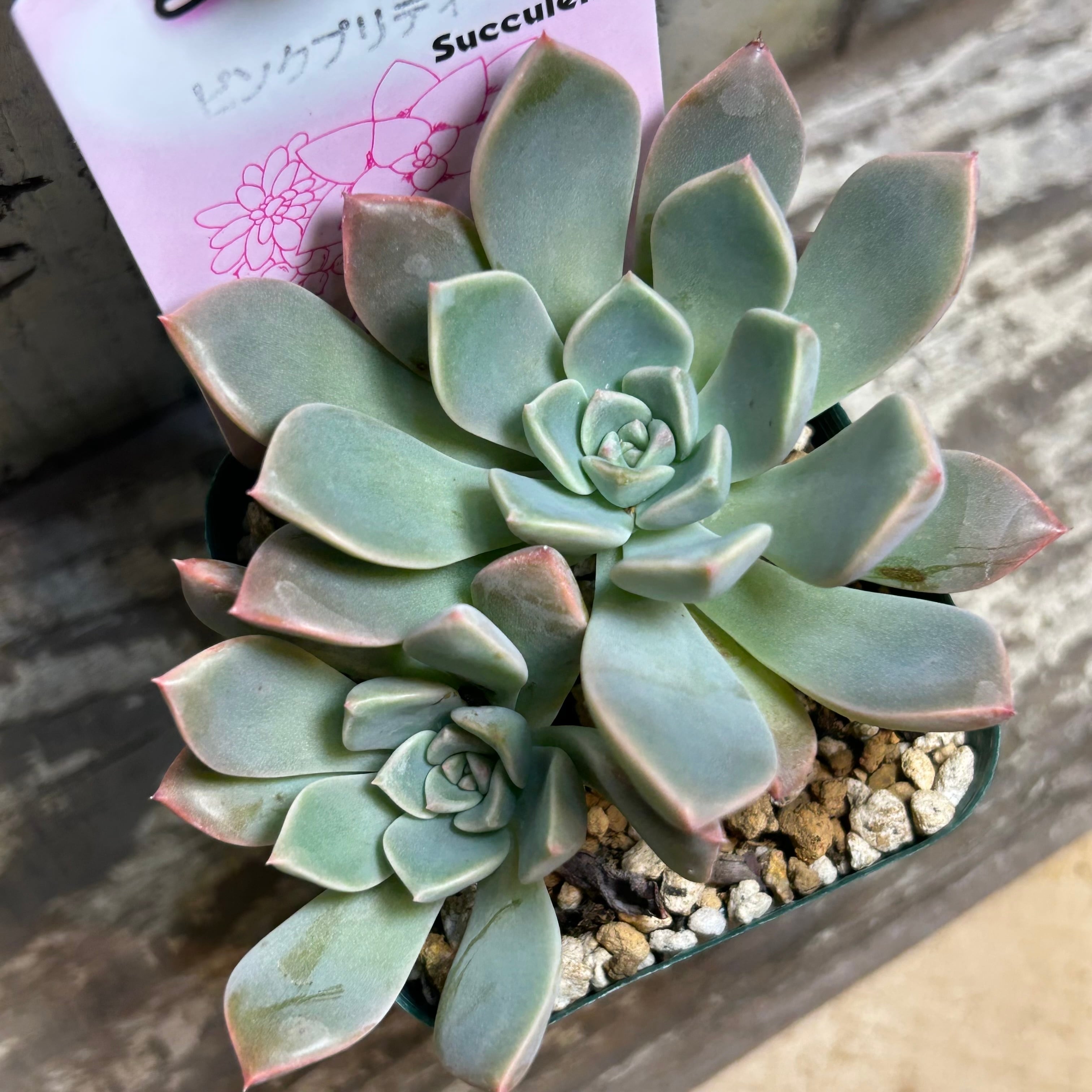 ピンクプリティ | RuPo 多肉植物専門店
