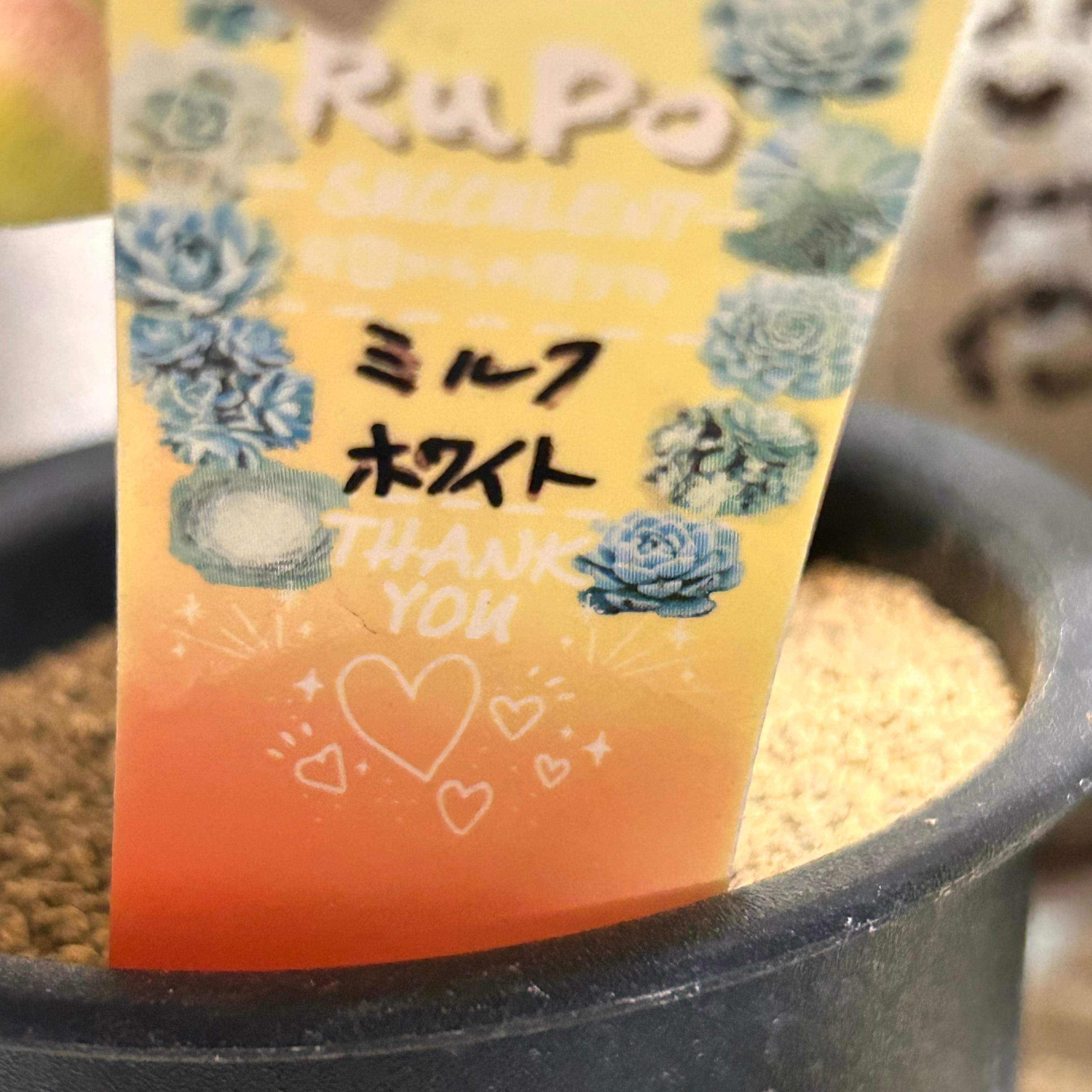 ミルクホワイト(アエオニウム) | RuPo 多肉植物専門店