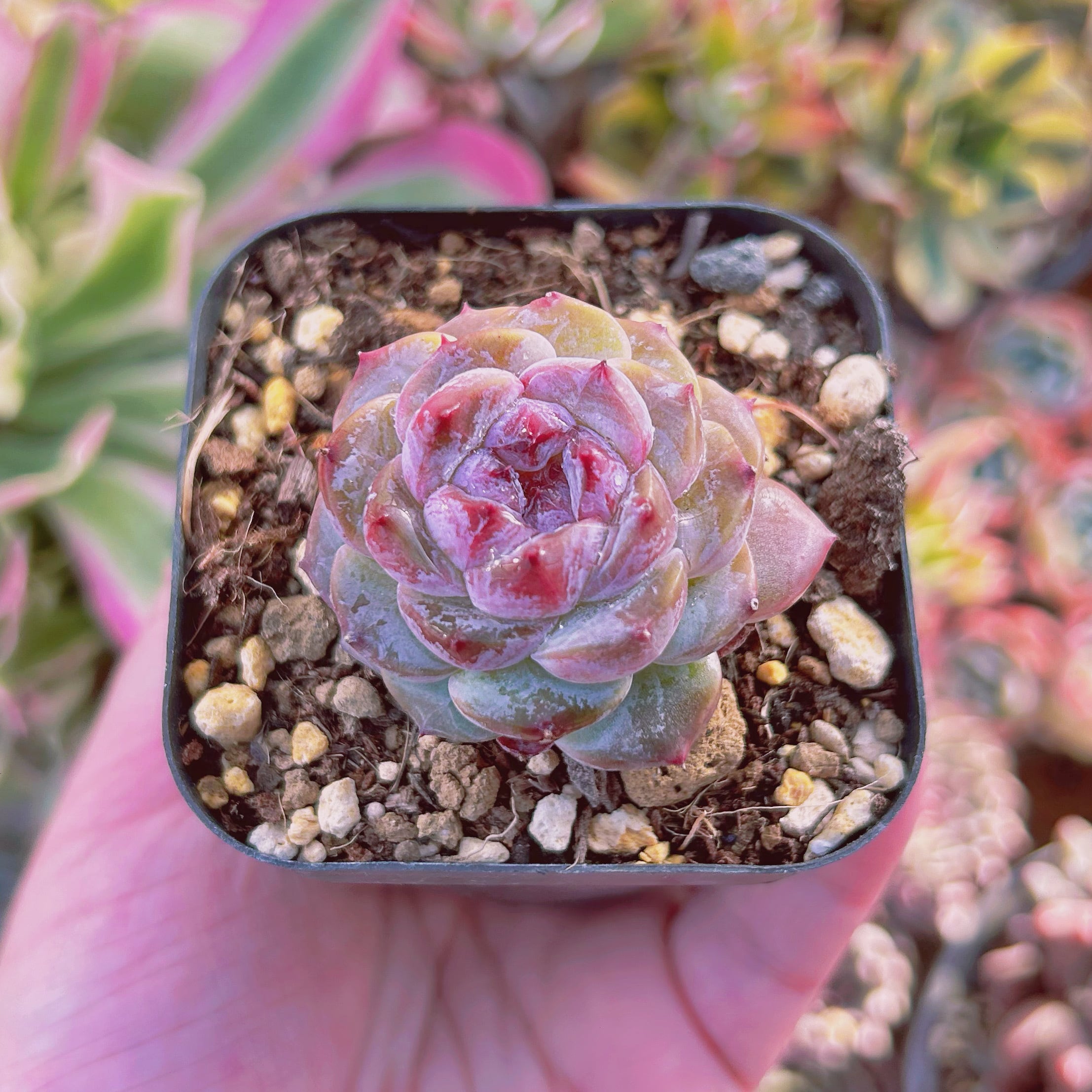 現物 多肉植物 紫瑠璃 | るる農園~多肉植物専門