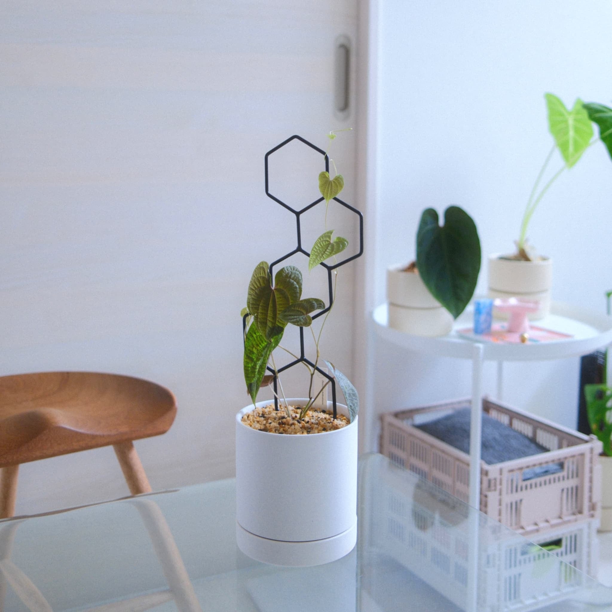 ZUKE 支柱 5つの六角形 ブラック | Pay ID