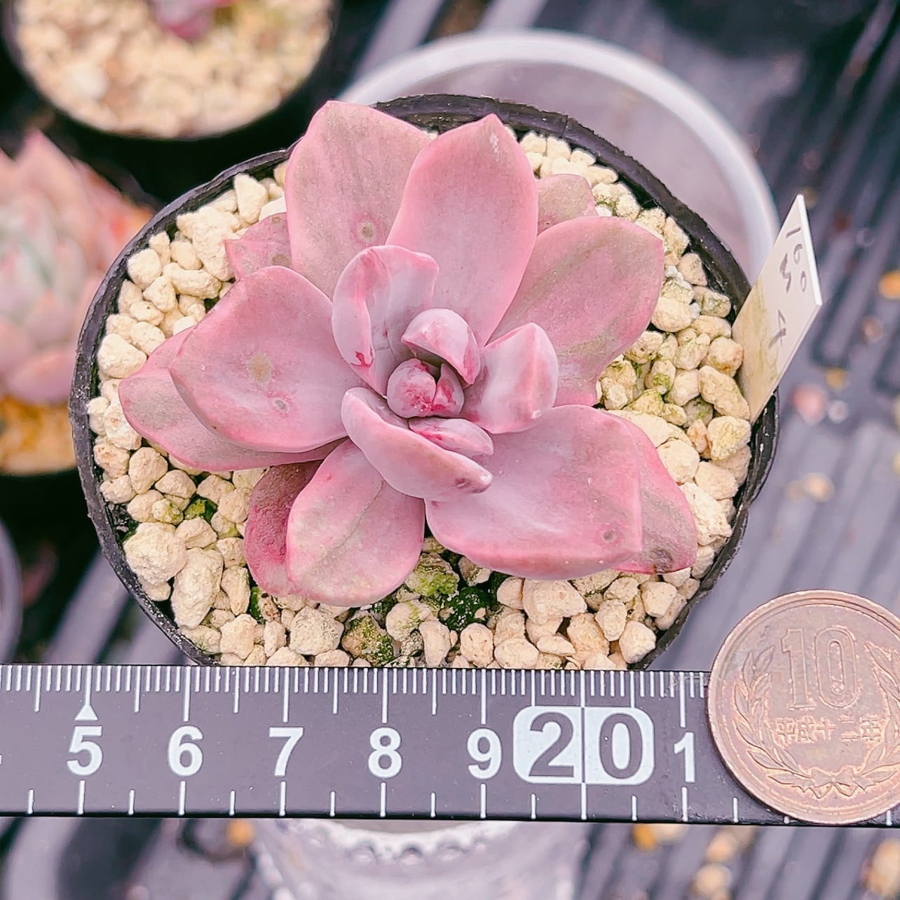 多肉植物 メタルプリム錦 抜き苗 【公式通販】