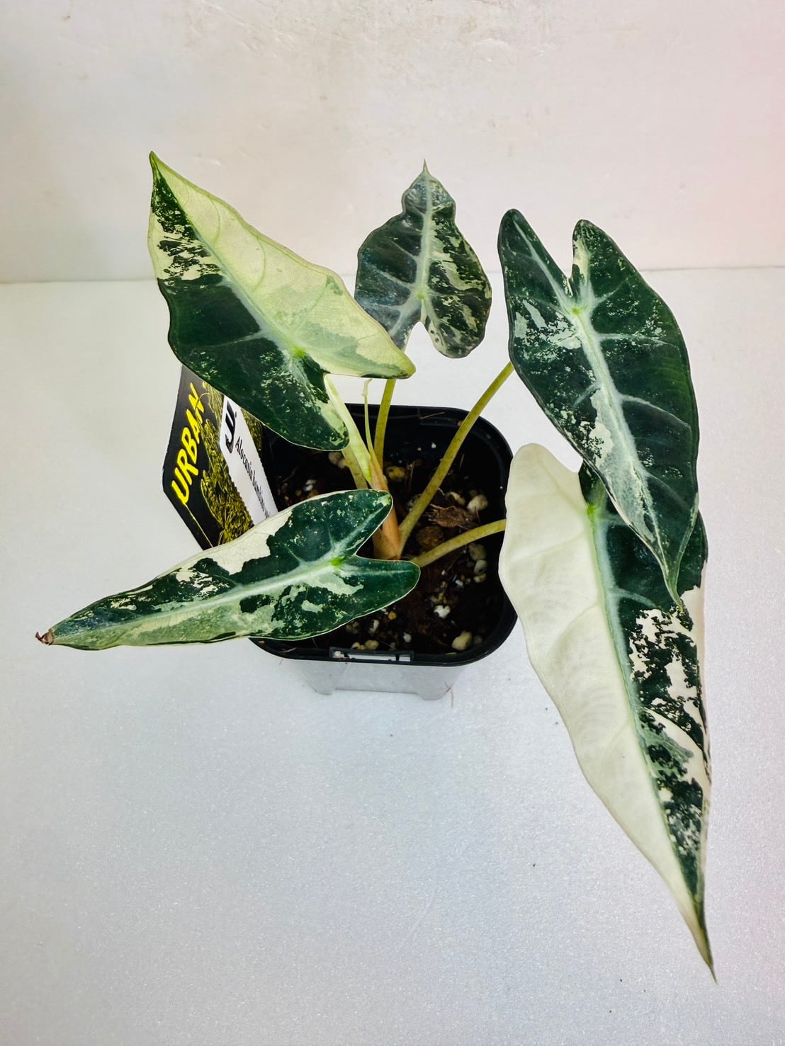 ヴェノム・アロカシア 3号 ① | 観葉植物と雑貨のお店 VIVAGREEN
