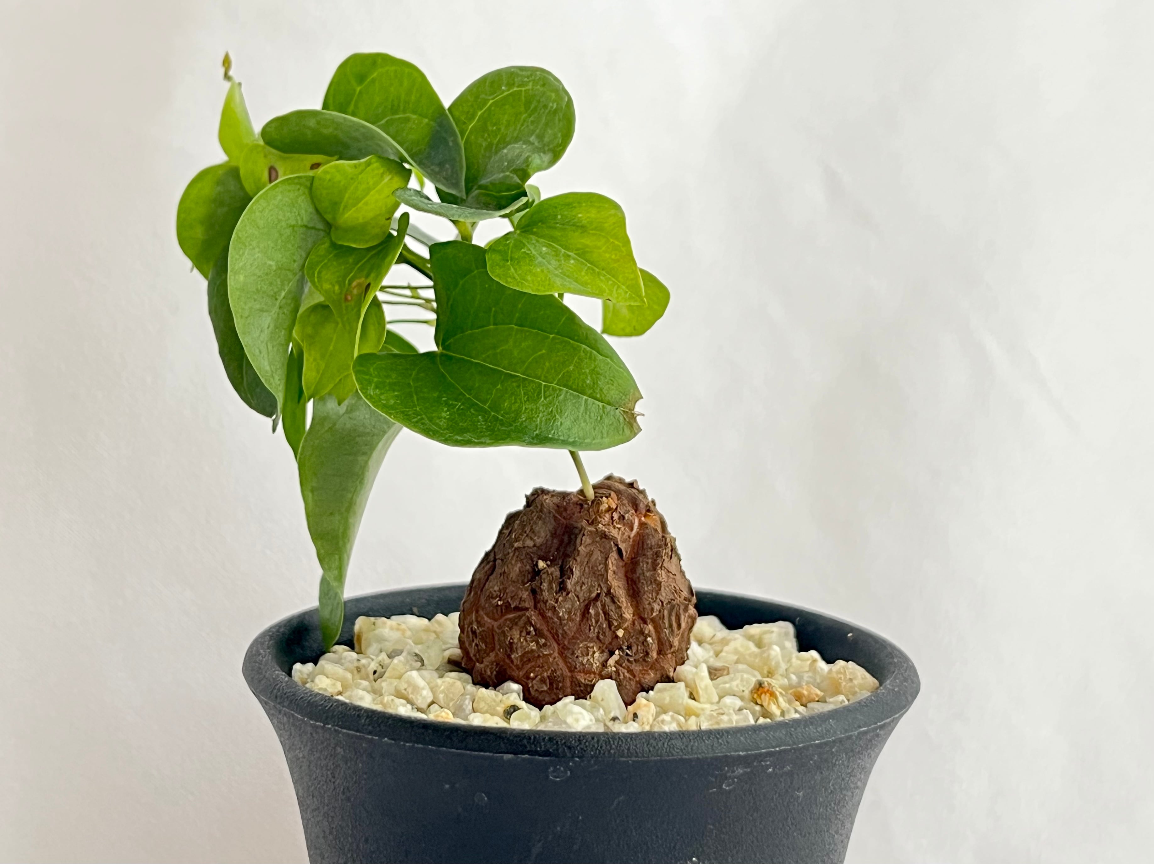 Dioscorea elephantipes 亀甲竜 塊根植物 コーデックス アフリカ | plants MARU ー  多肉植物・サボテン・園芸グッズのお店 ー powered by BASE