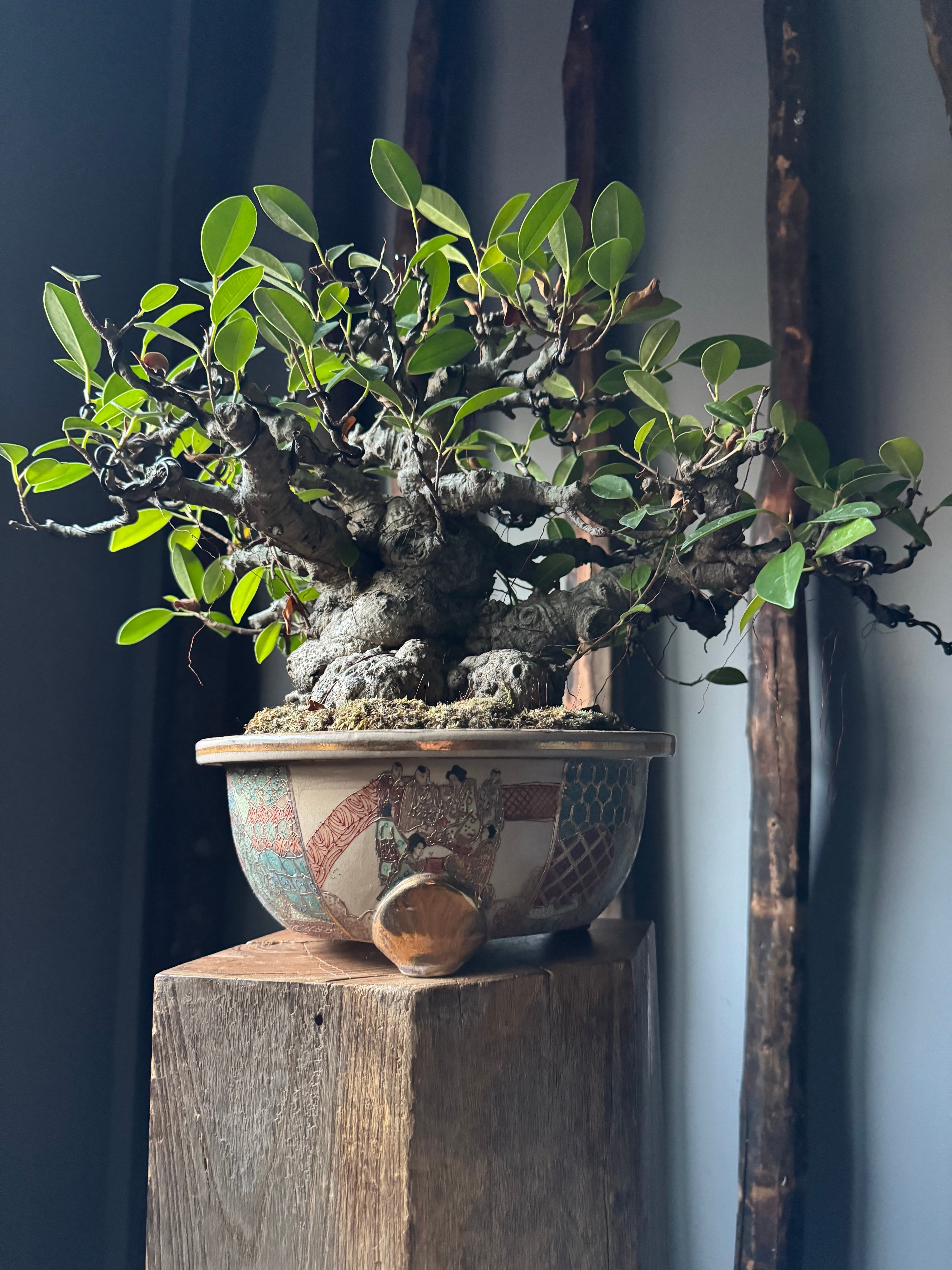 琉球盆栽】Ficus microcarpa【極上のイボガジュマル】 | 青坊主-aobouzu-